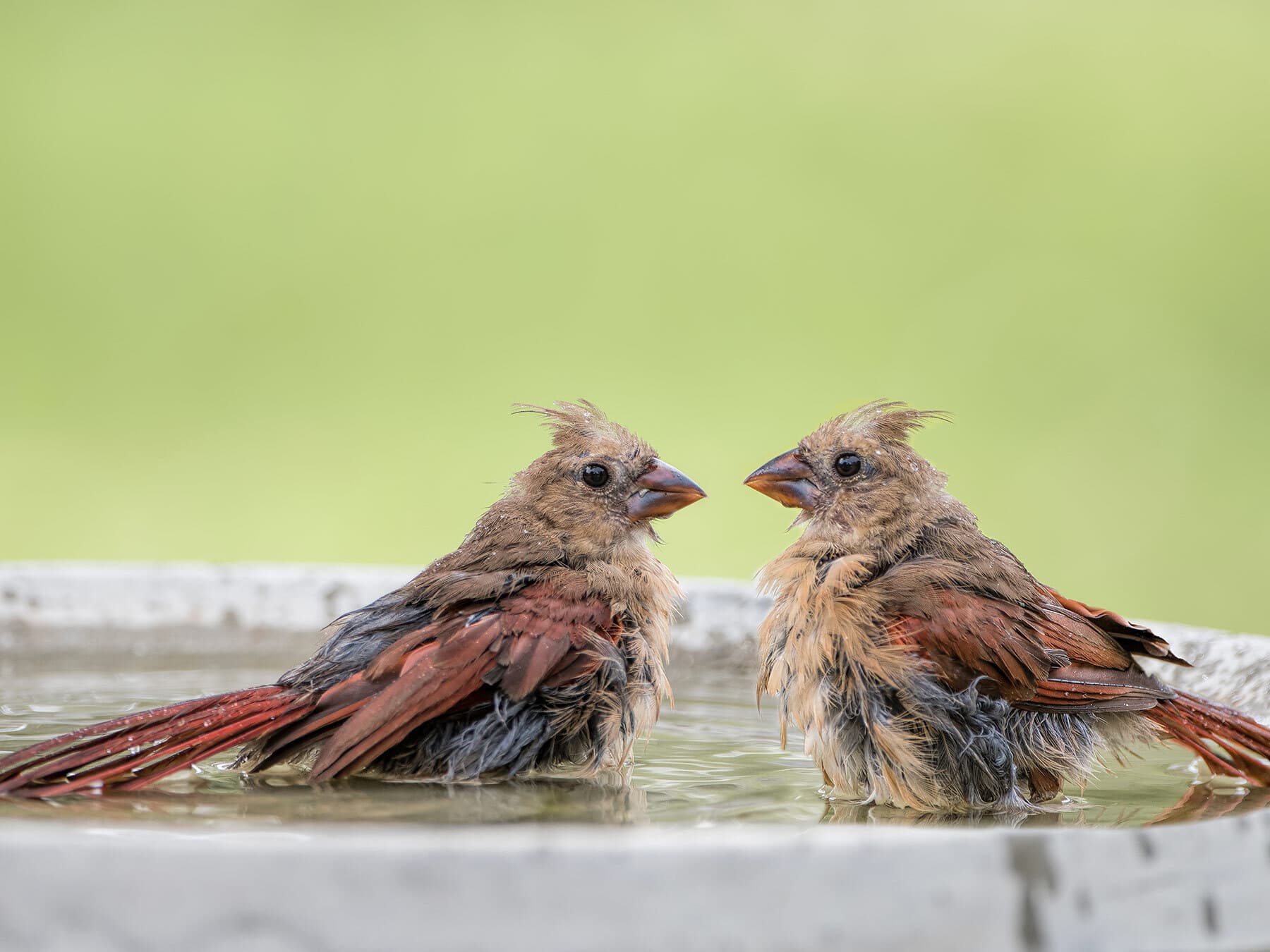 Juvenile cardinal pair