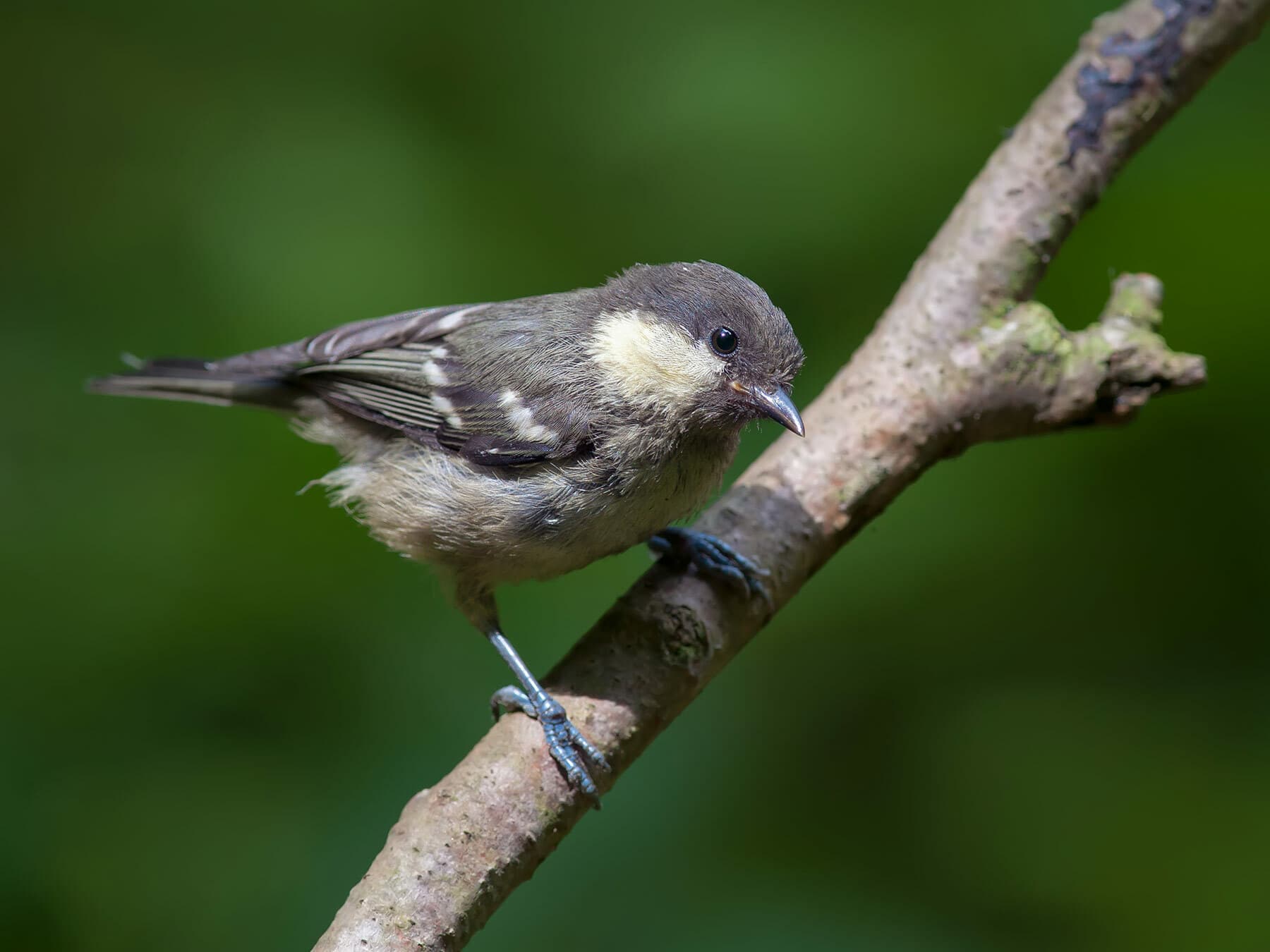 Juvenile coal tit