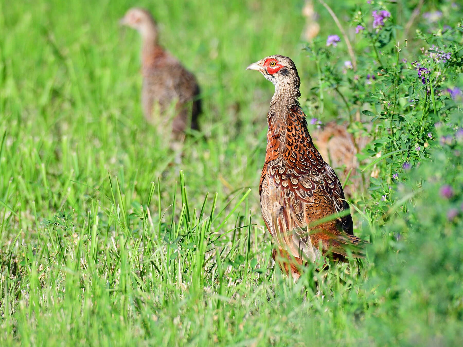 Juvenile common pheasant