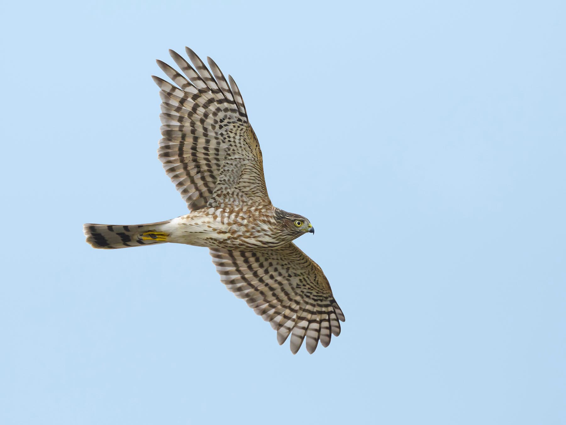 Juvenile coopers hawk flight