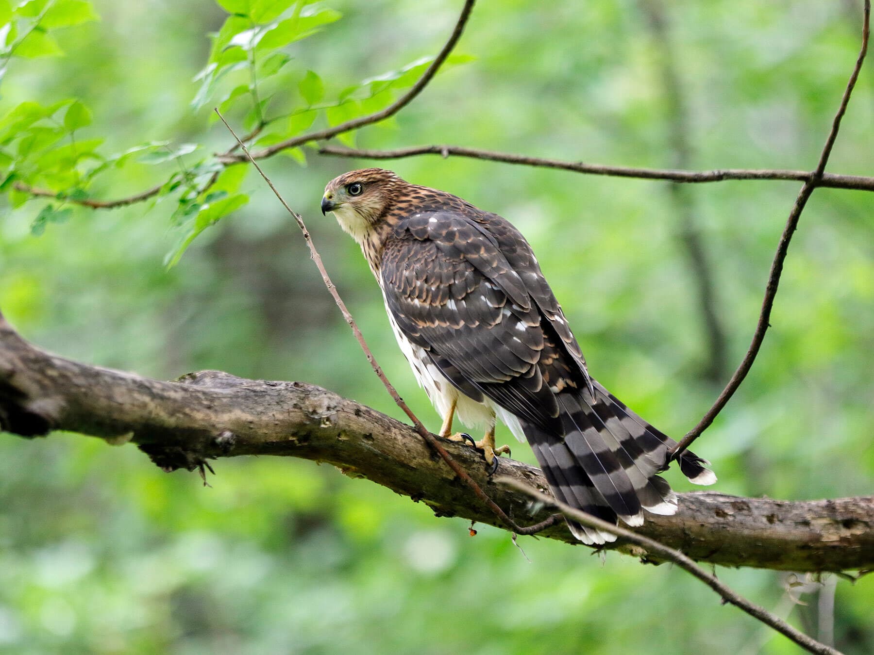 Juvenile coopers hawk perched