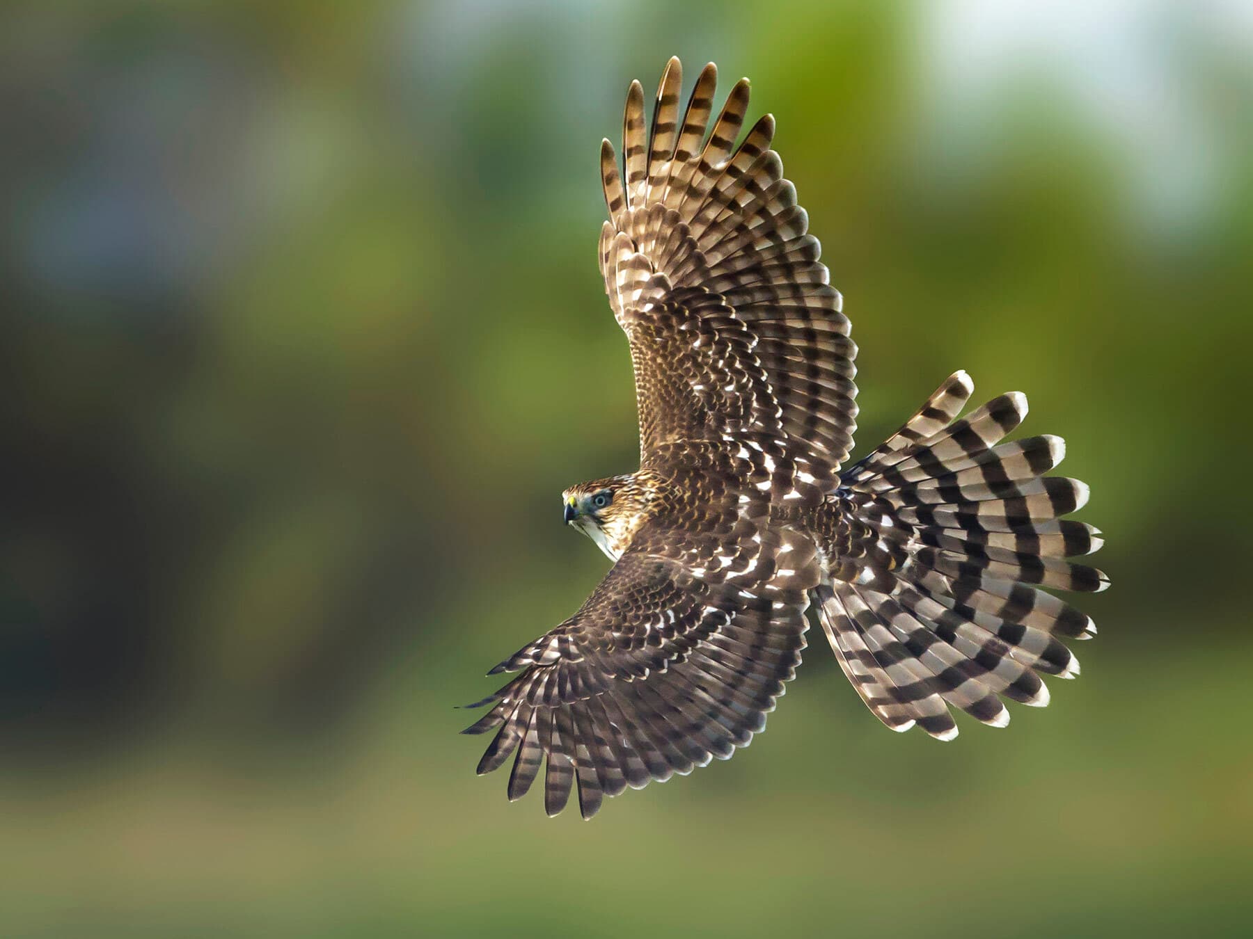 Juvenile Cooper's Hawks (Identification Guide with Pictures)