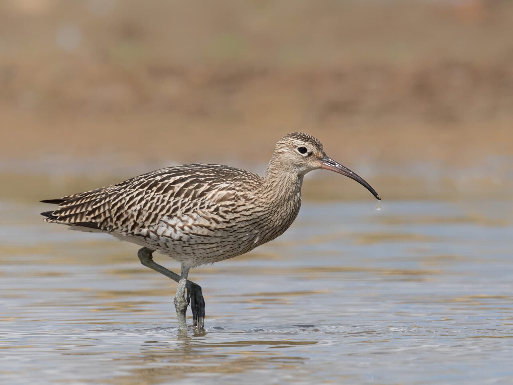 Juvenile Curlew