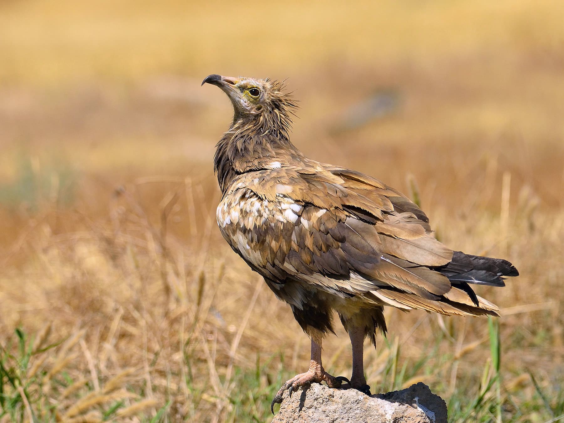 Juvenile Egyptian Vulture