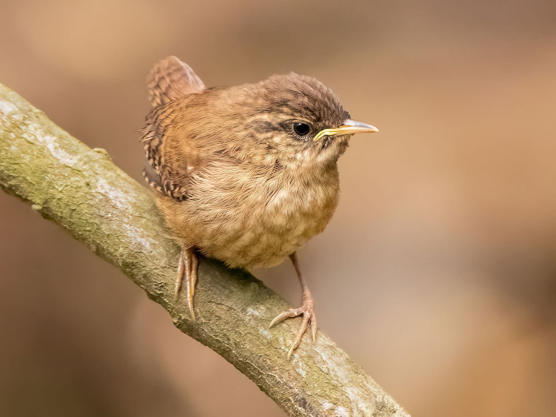 A young Wren just out of the nest, with yellow at the corners of its bill and a softly mottled breast