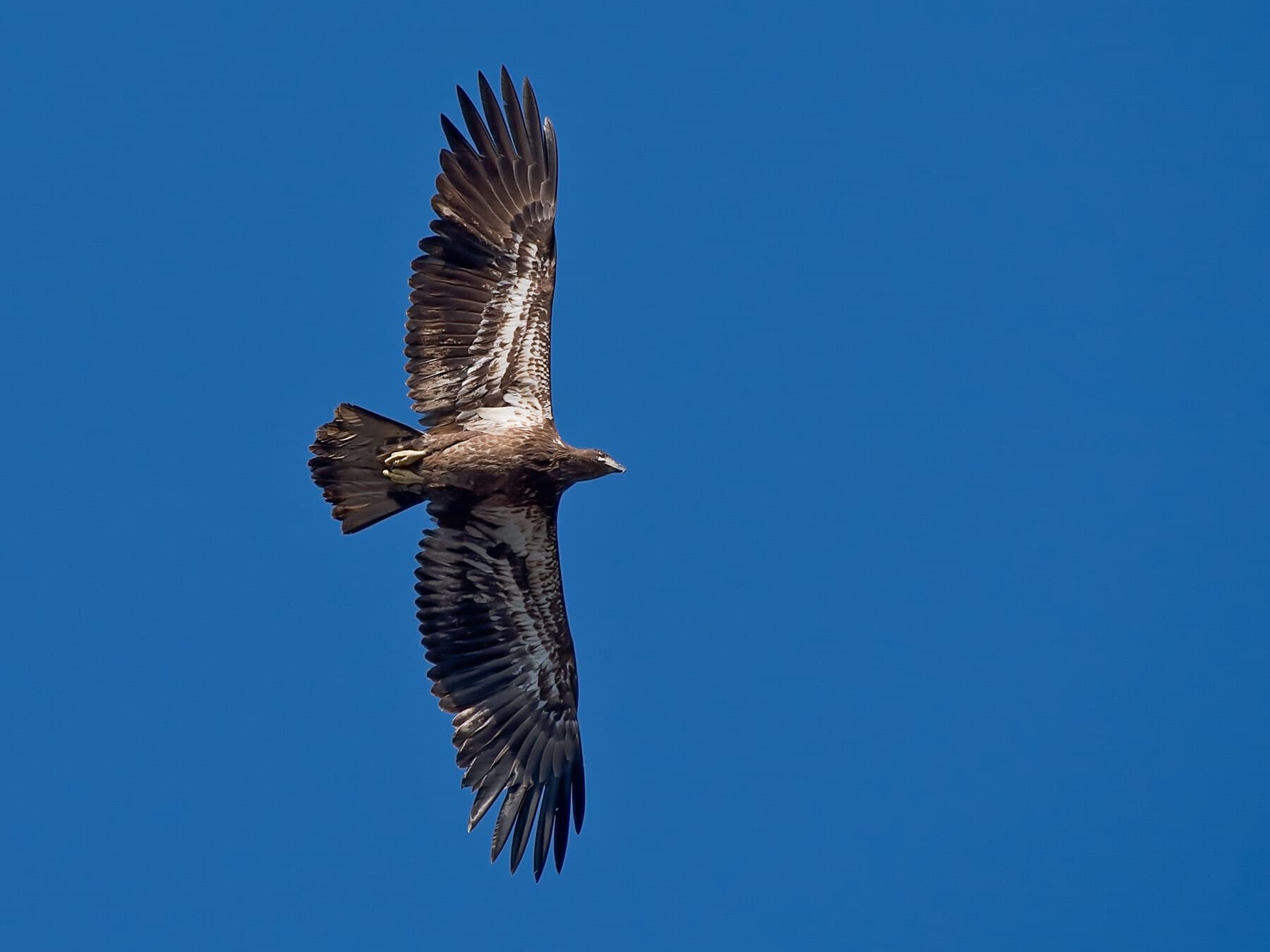 Juvenile golden eagle