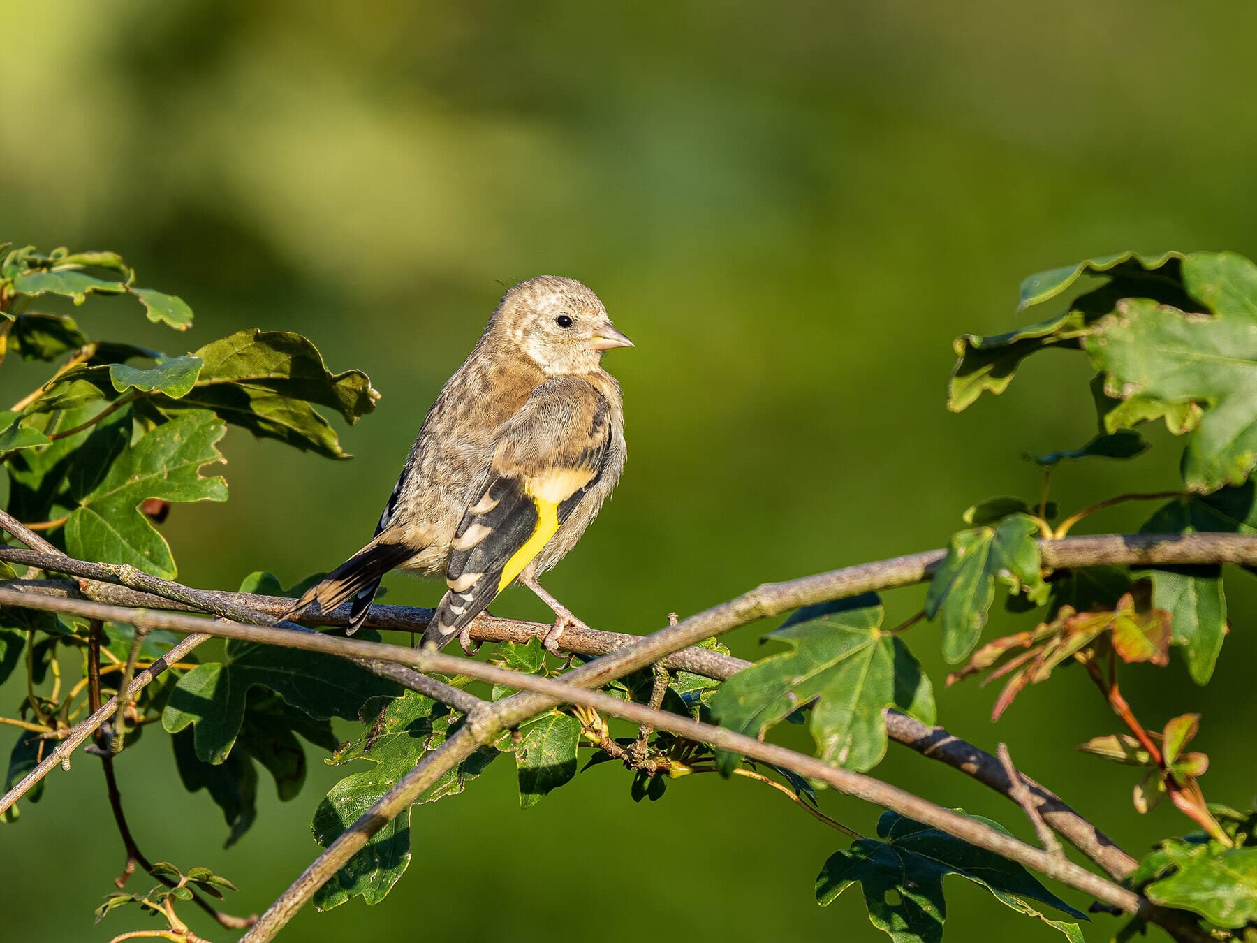 Juvenile goldfinch