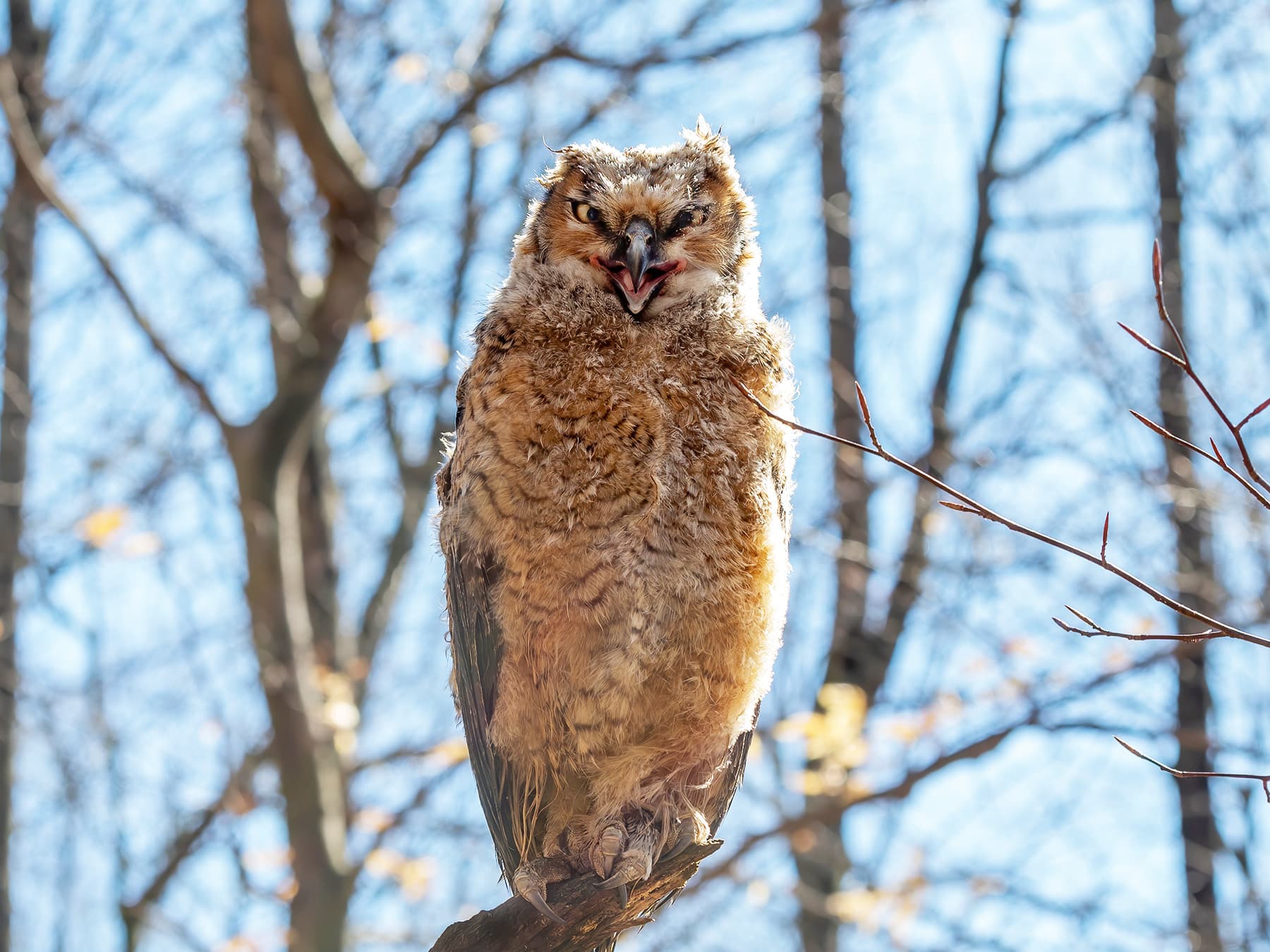Juvenile Great Horned Owl in National Park