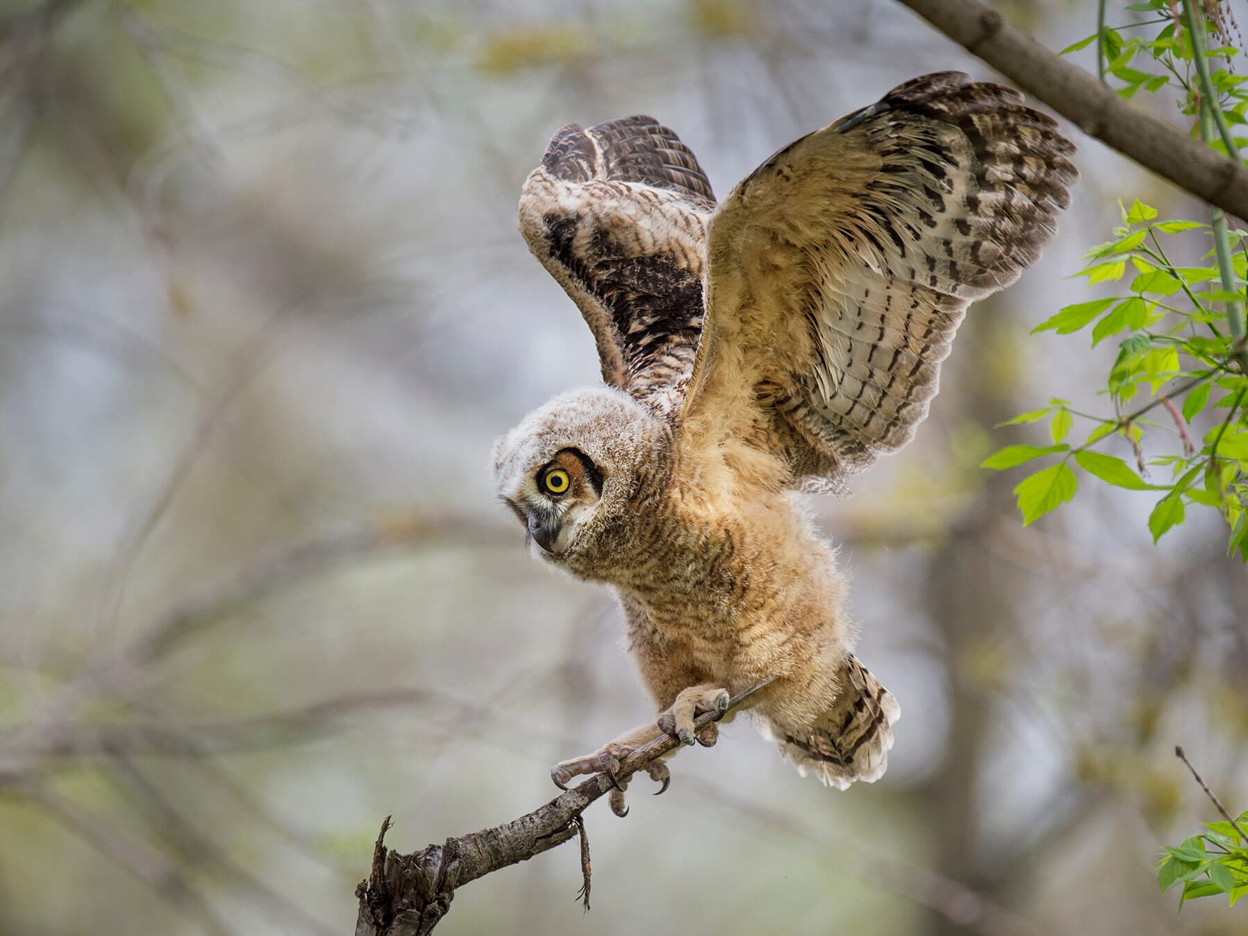 Juvenile great horned owl