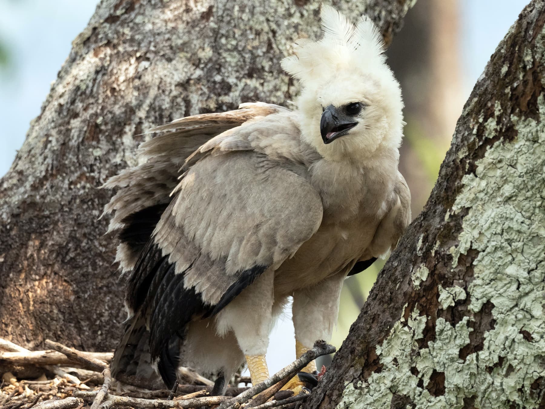 Juvenile Harpy Eagle