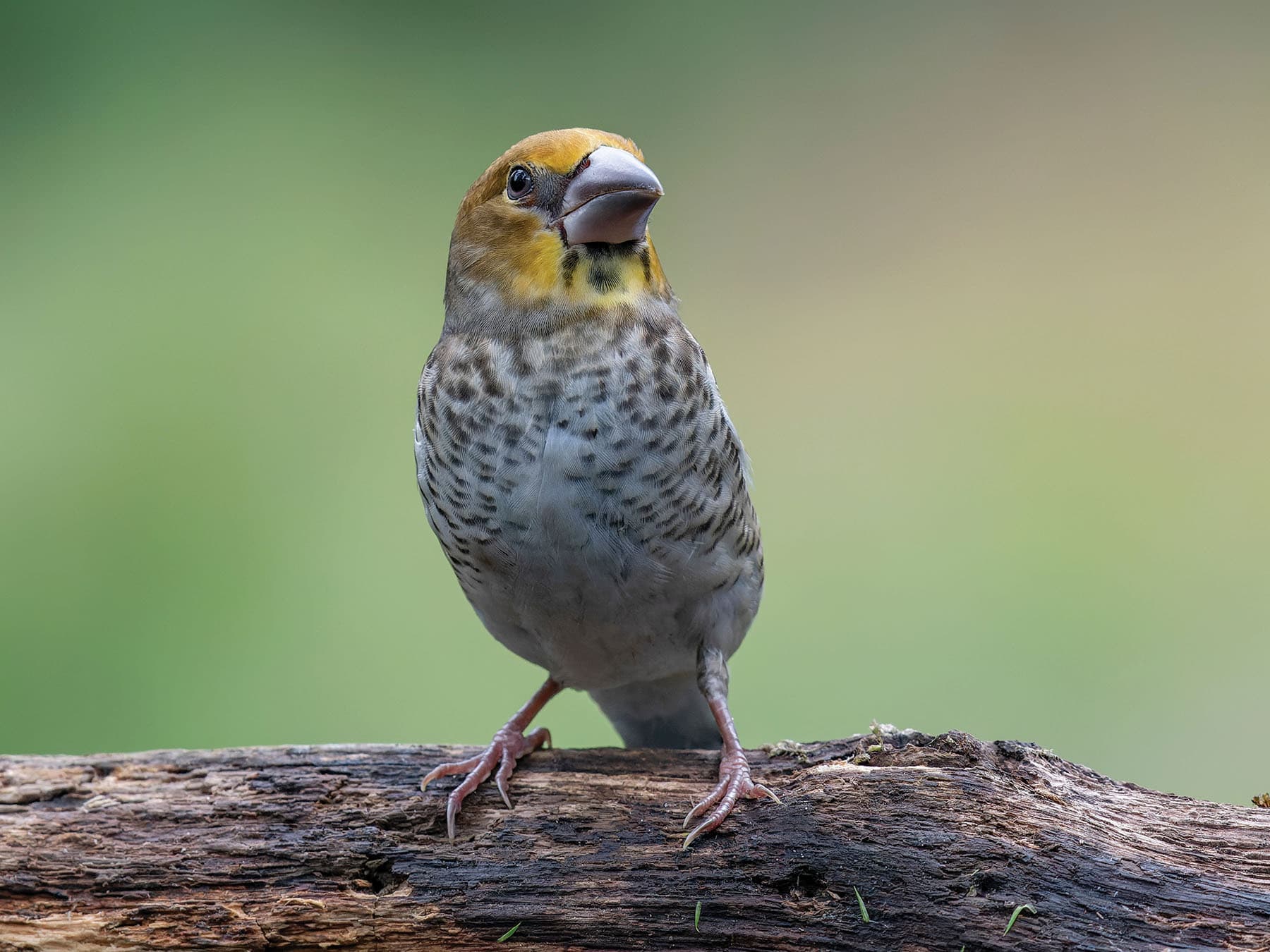 Juvenile Hawfinch