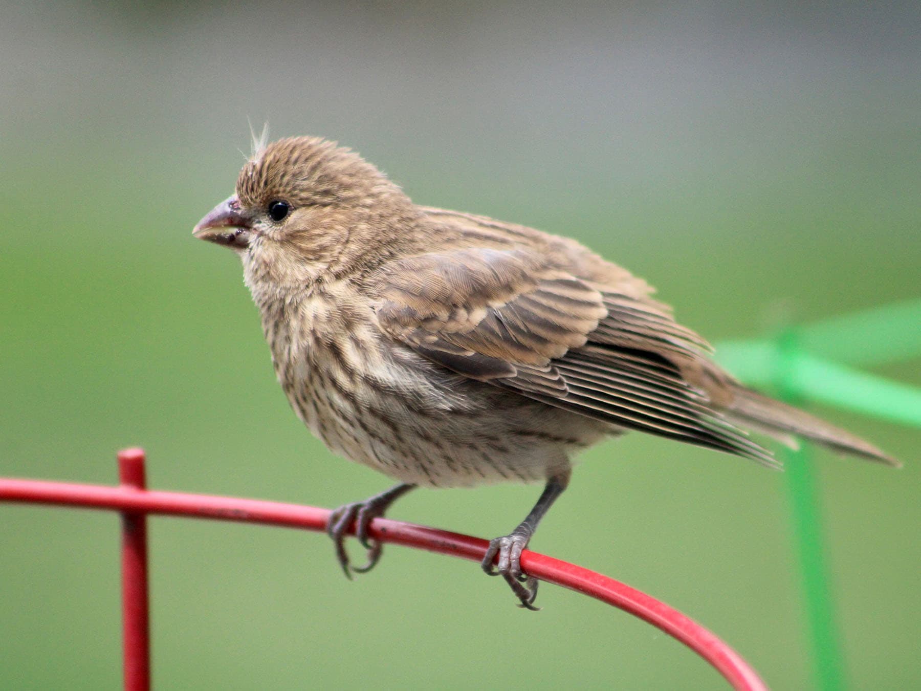 Juvenile House Finch