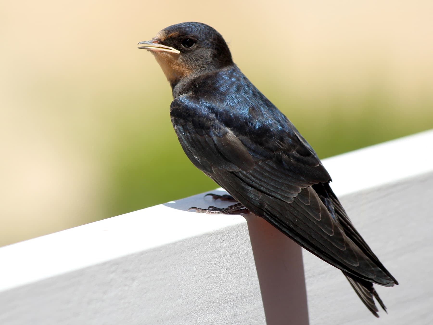 Juvenile House Martin