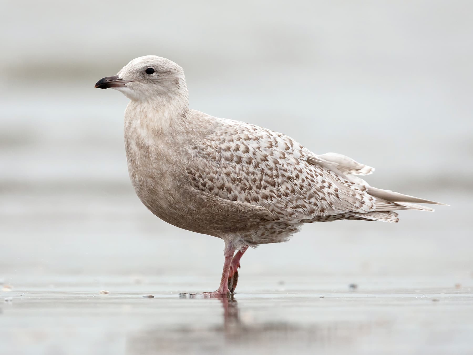 Juvenile Iceland Gull
