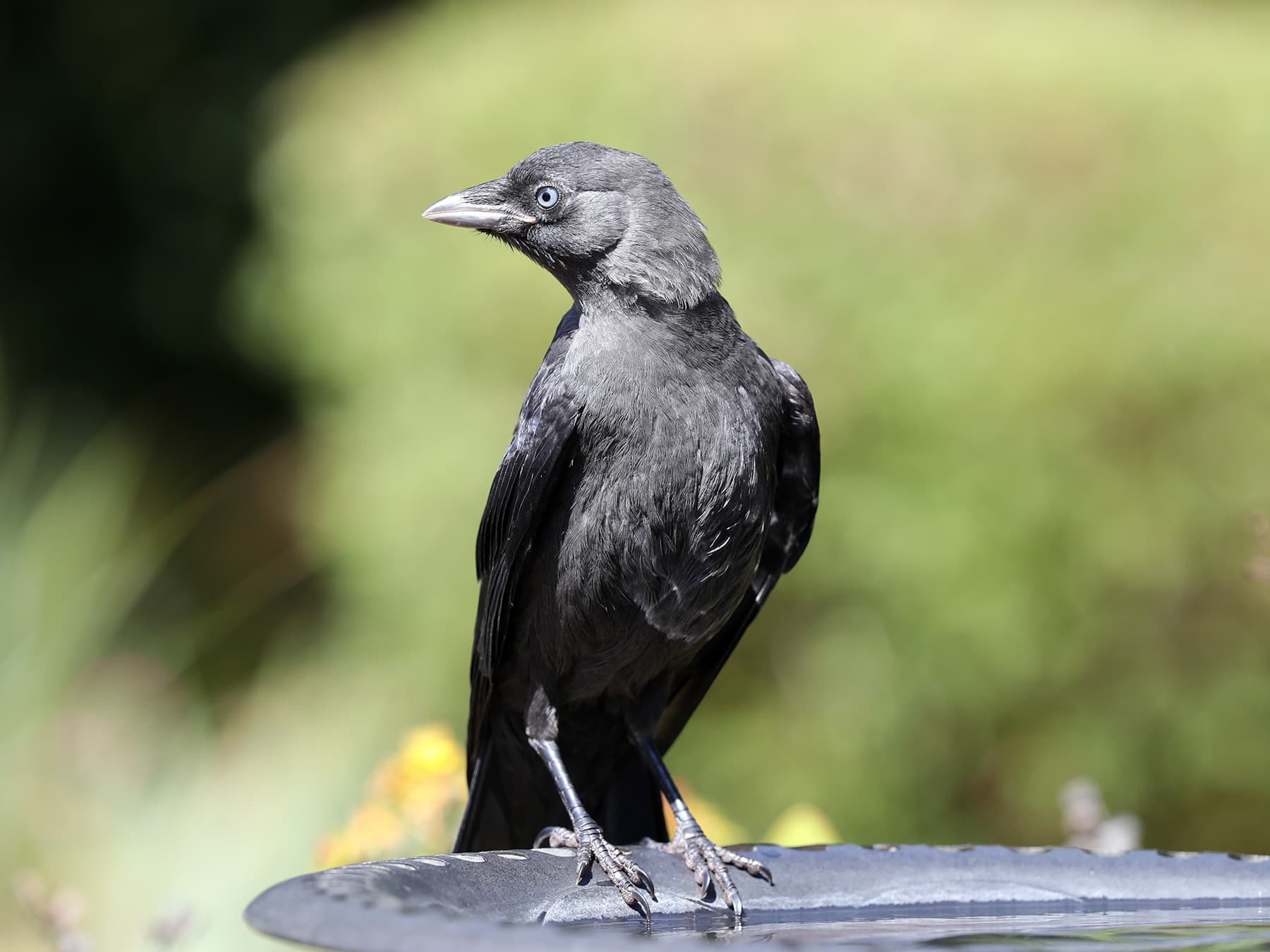 Juvenile Jackdaw perching on a bird bath