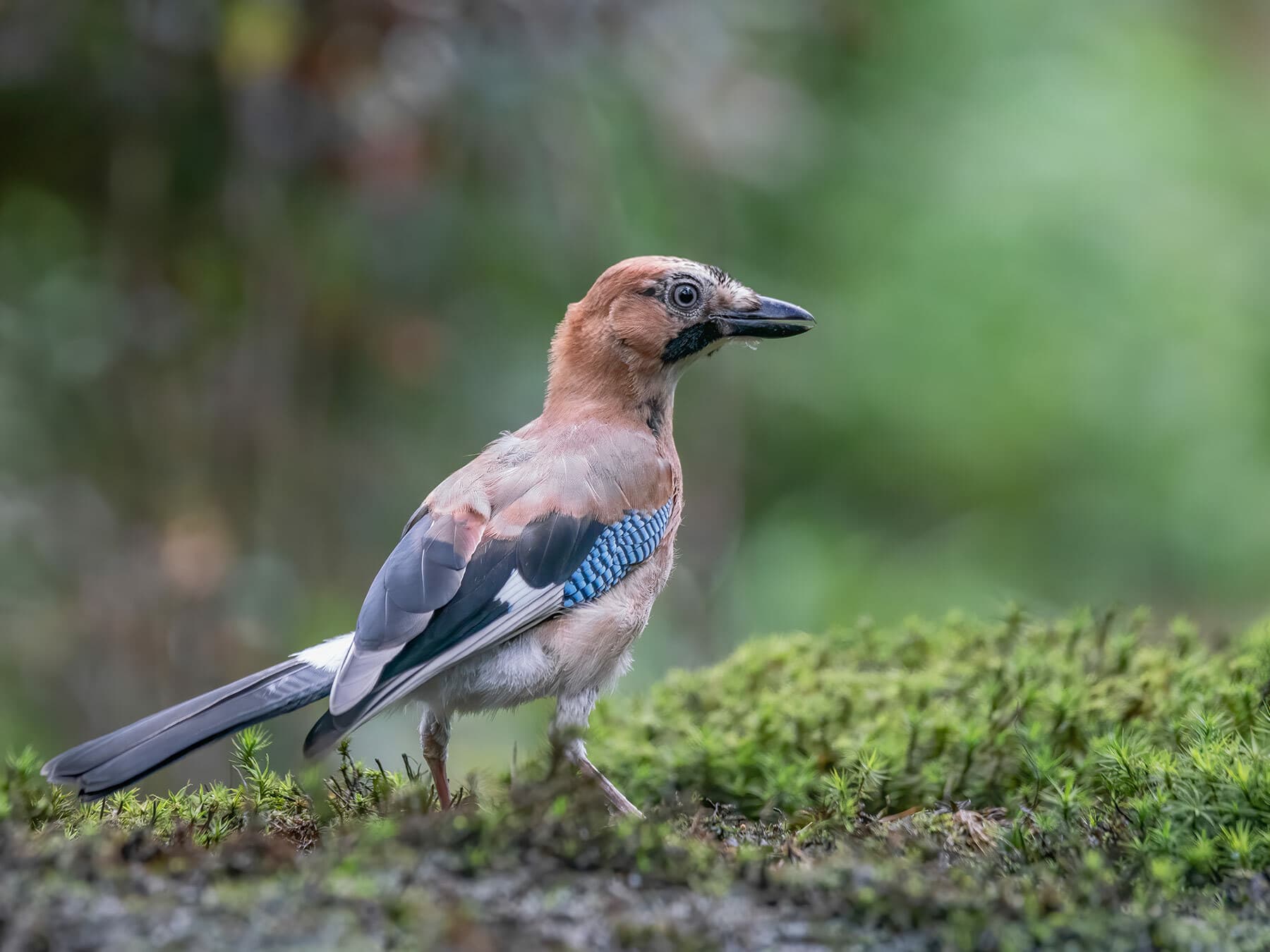 Juvenile Jay
