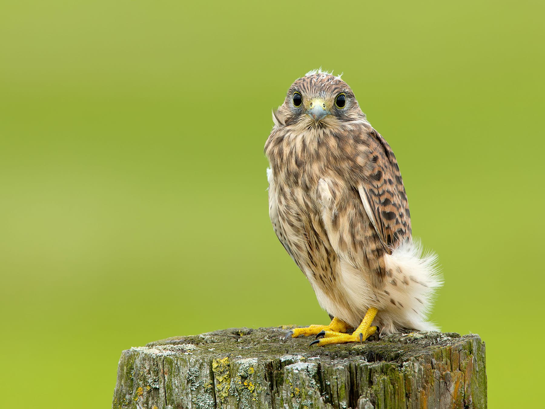 Juvenile kestrel