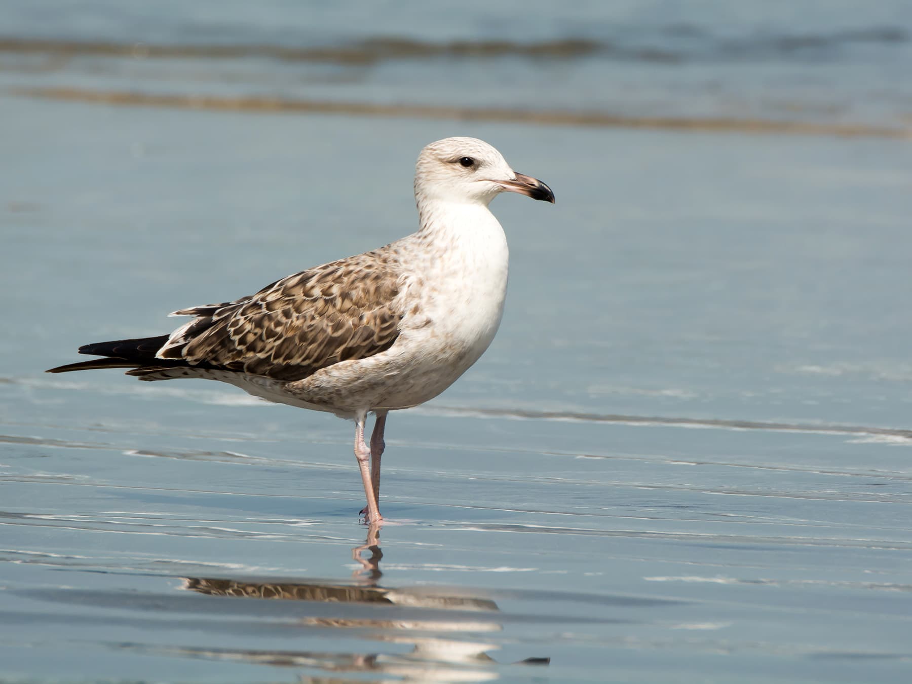 Juvenile Lesser Black-Backed Gull