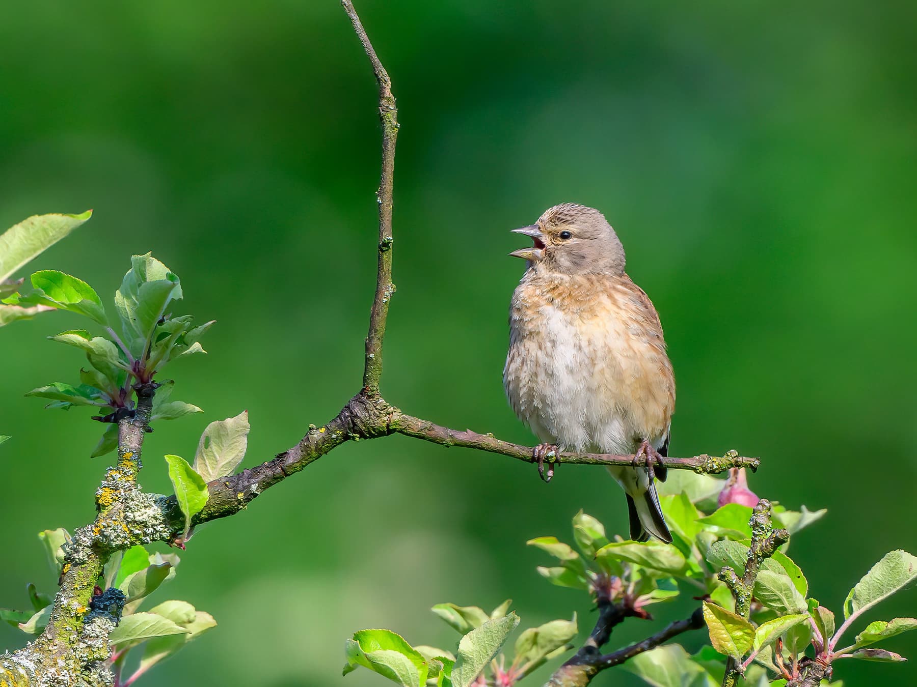 Juvenile Linnet