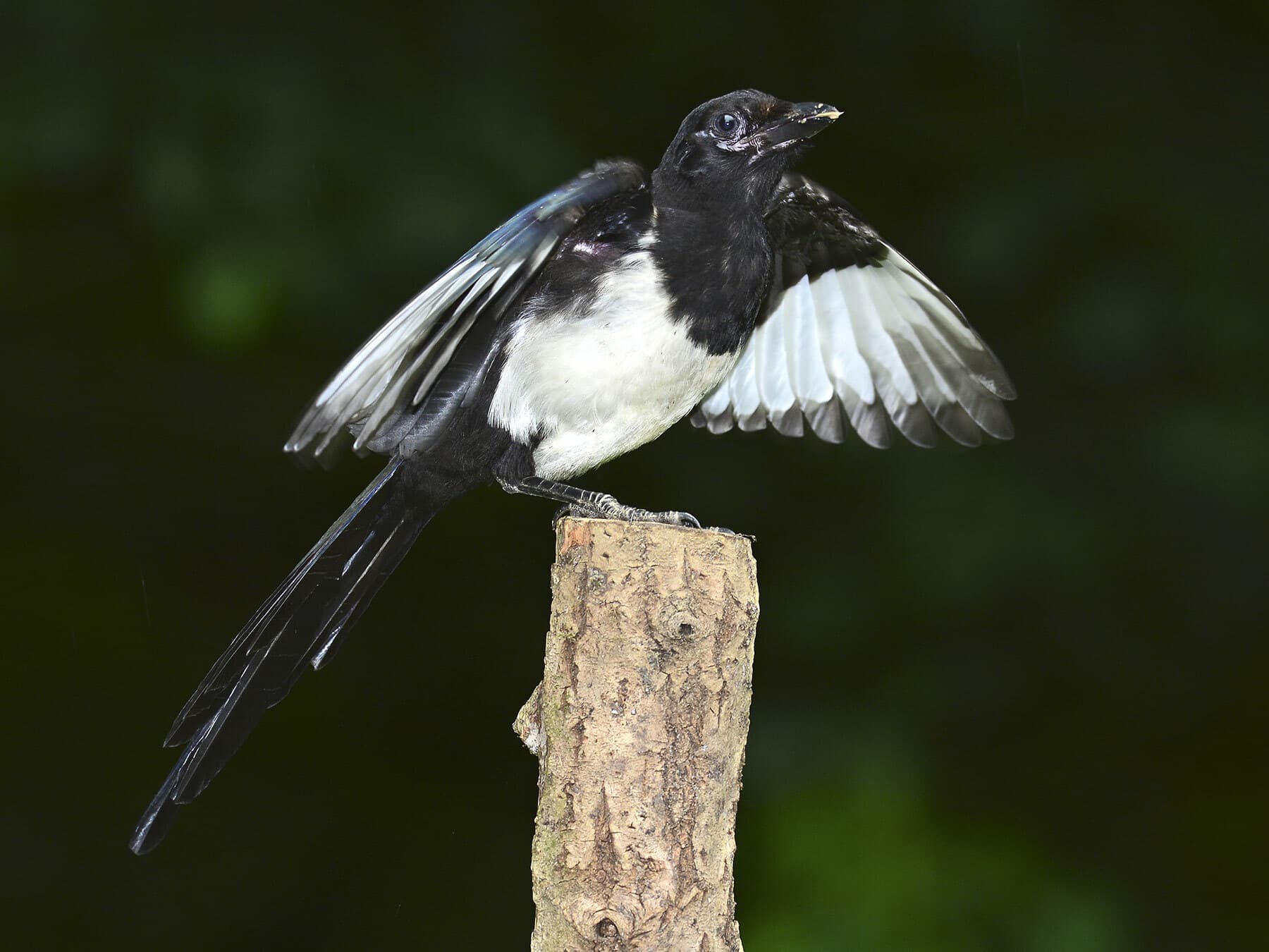 A young Magpie: bare grey skin around the eye and a dull, unglossed head