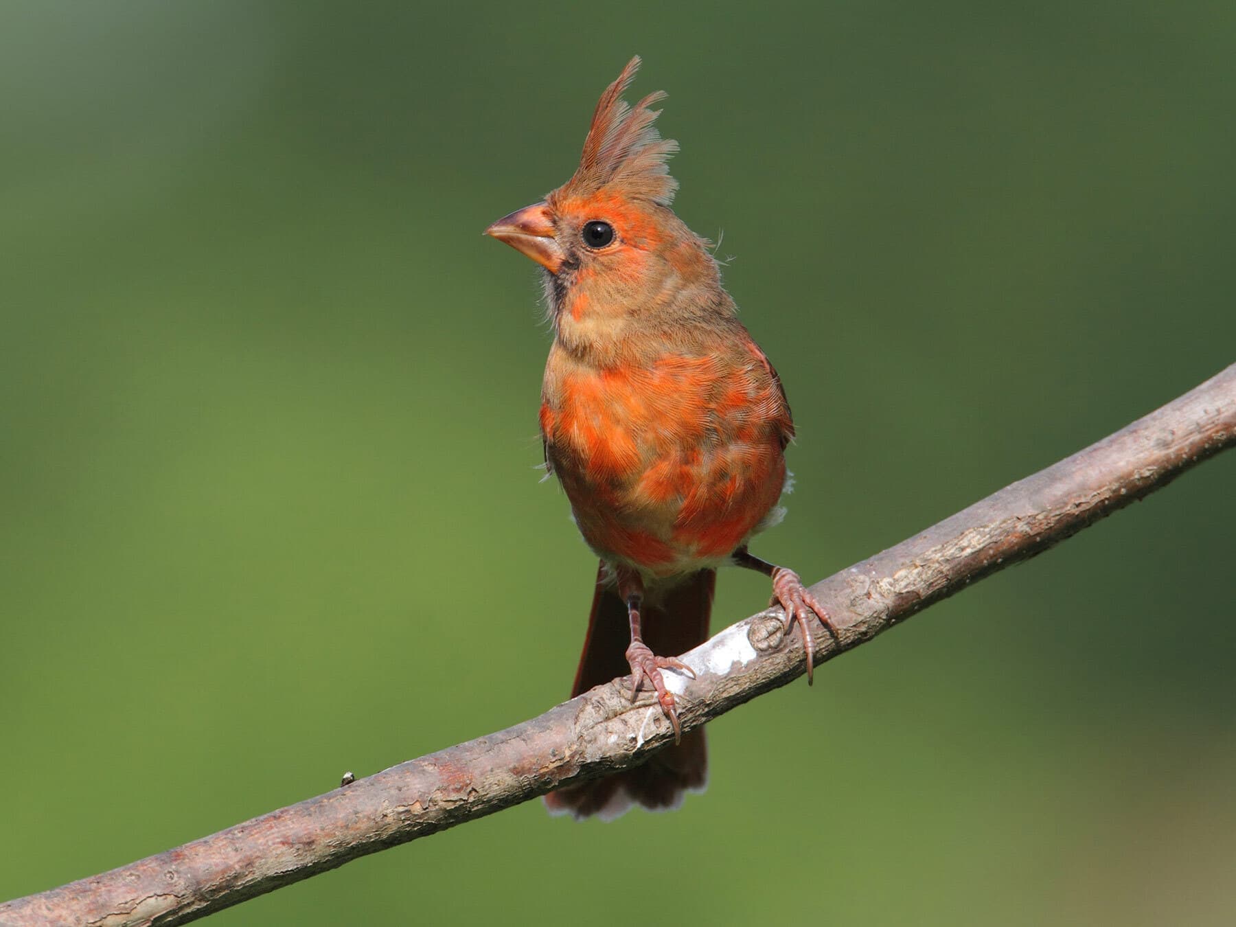Juvenile male cardinal 1