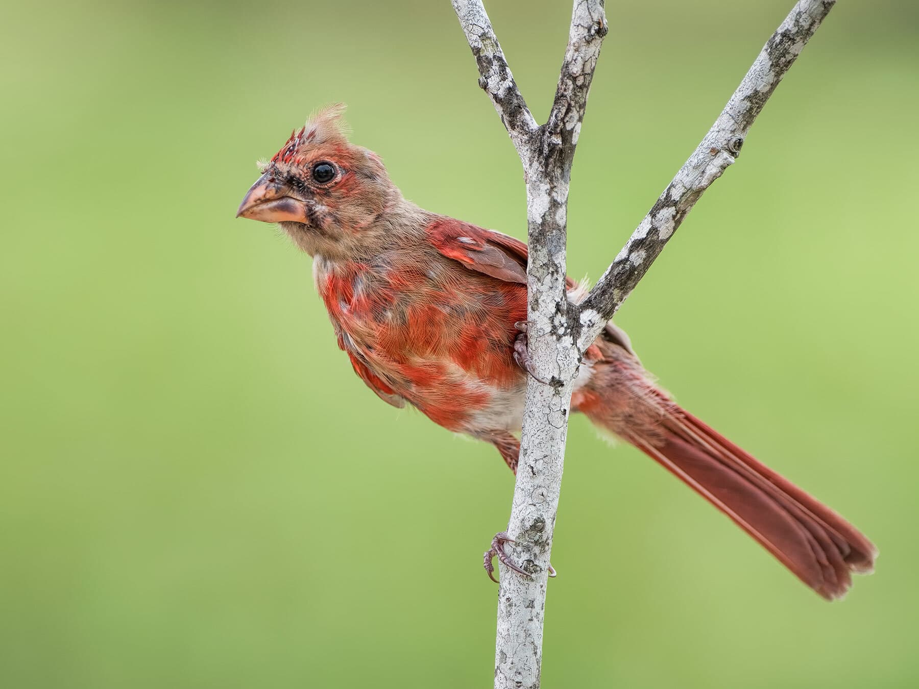 Juvenile male cardinal molt