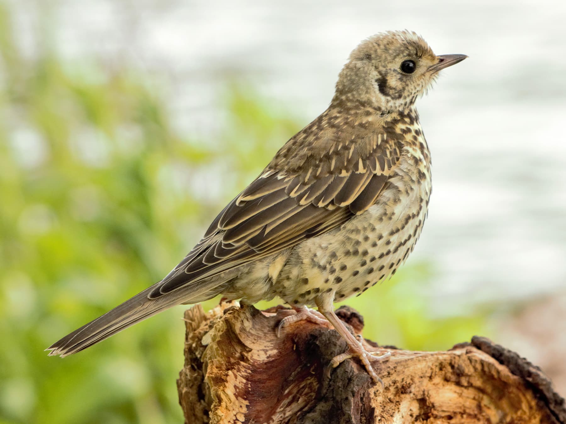 Juvenile Mistle Thrush