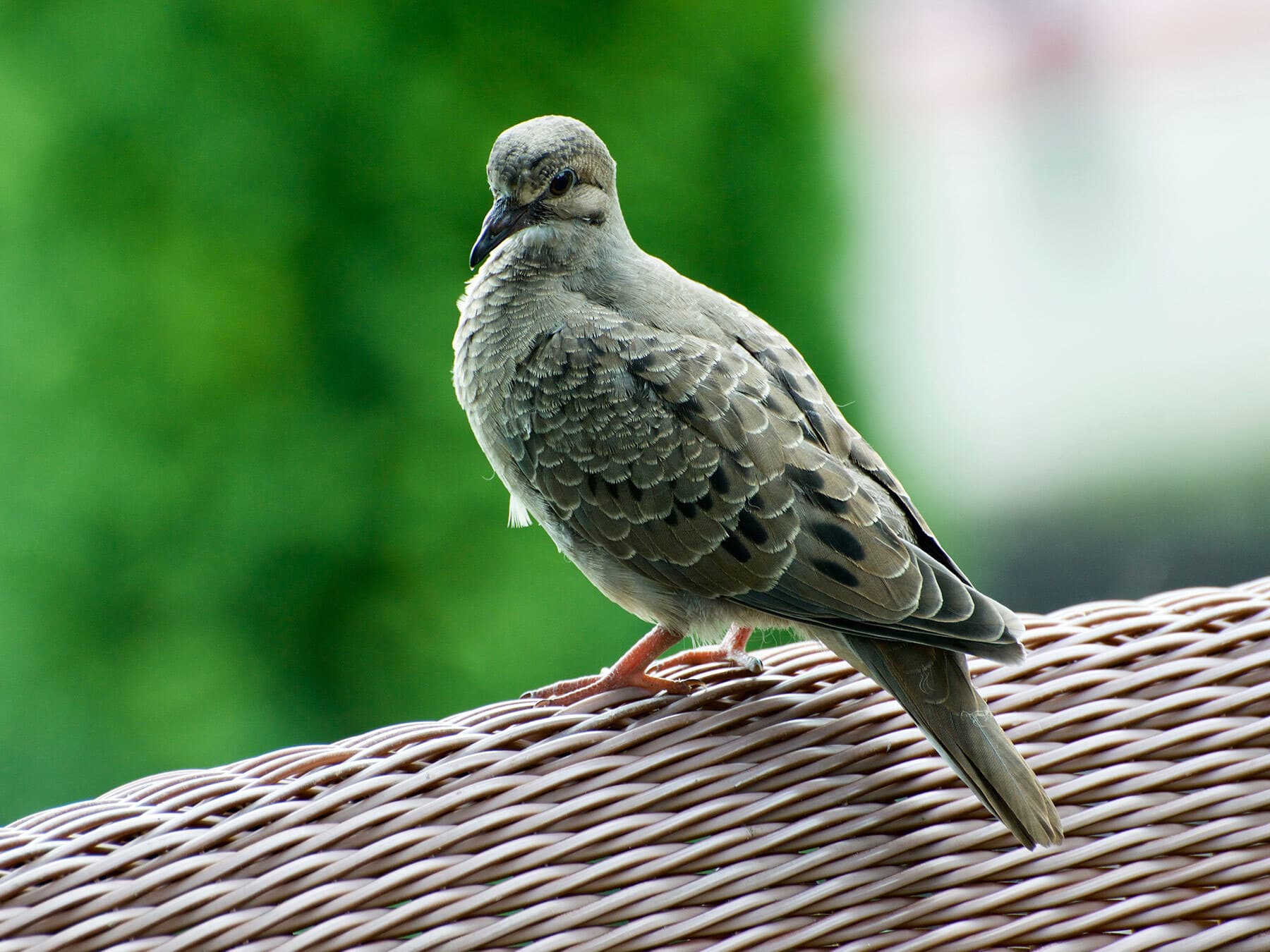 Juvenile mourning dove