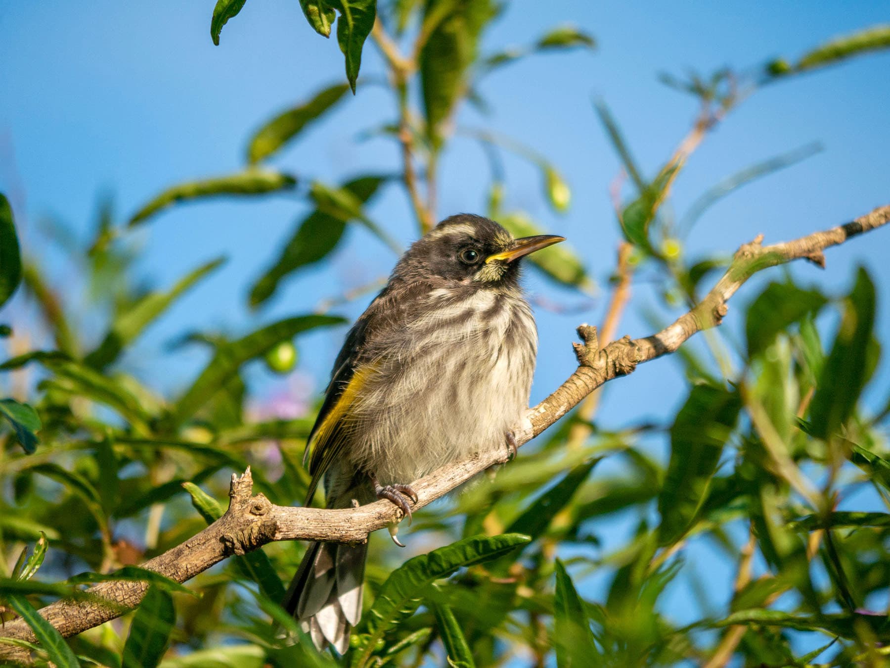 Juvenile New Holland Honeyeater