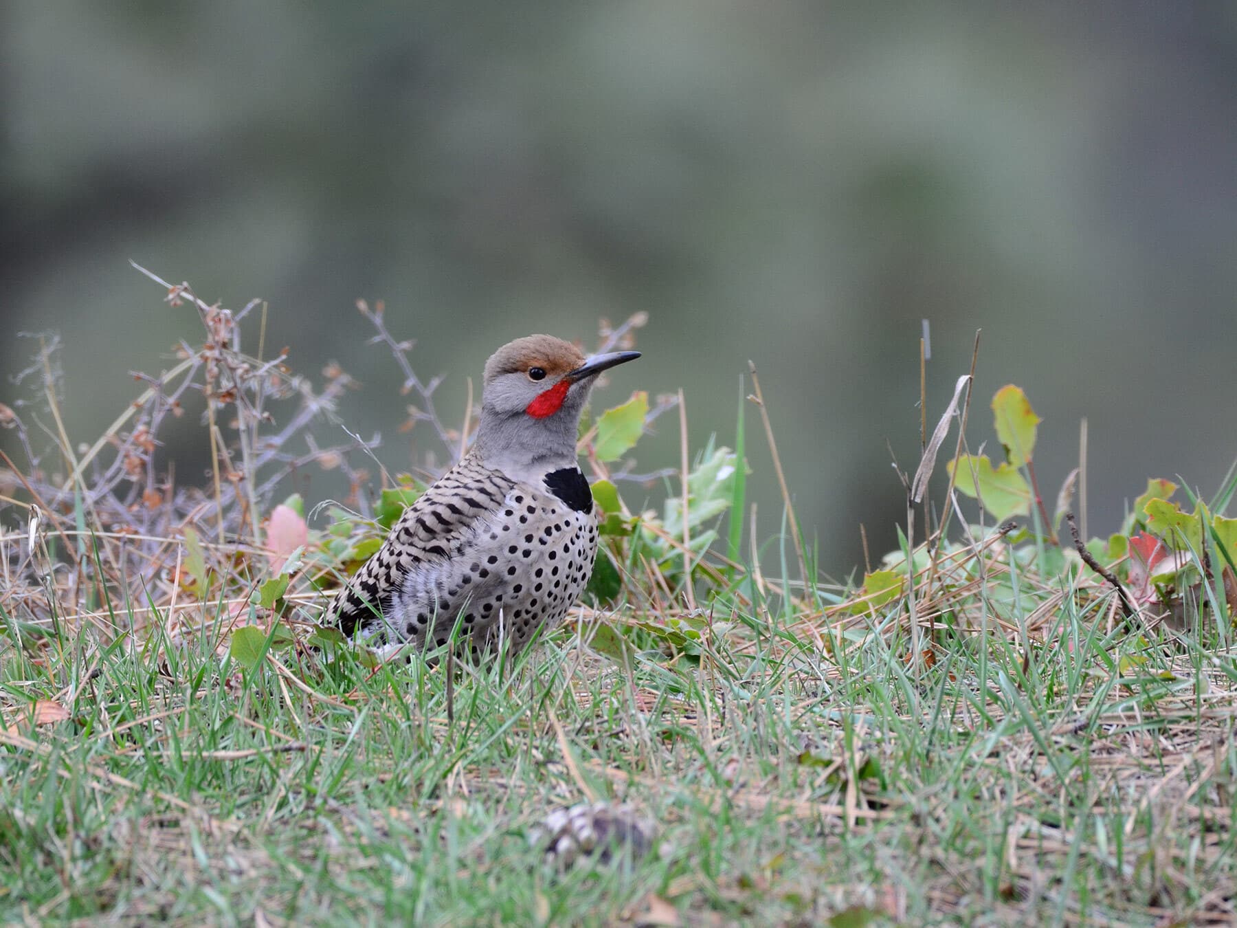 Juvenile northern flicker