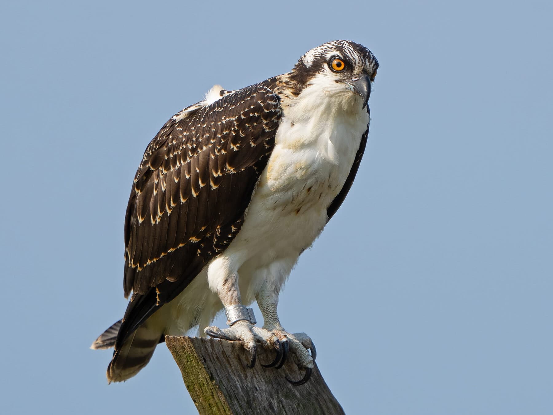 Juvenile osprey