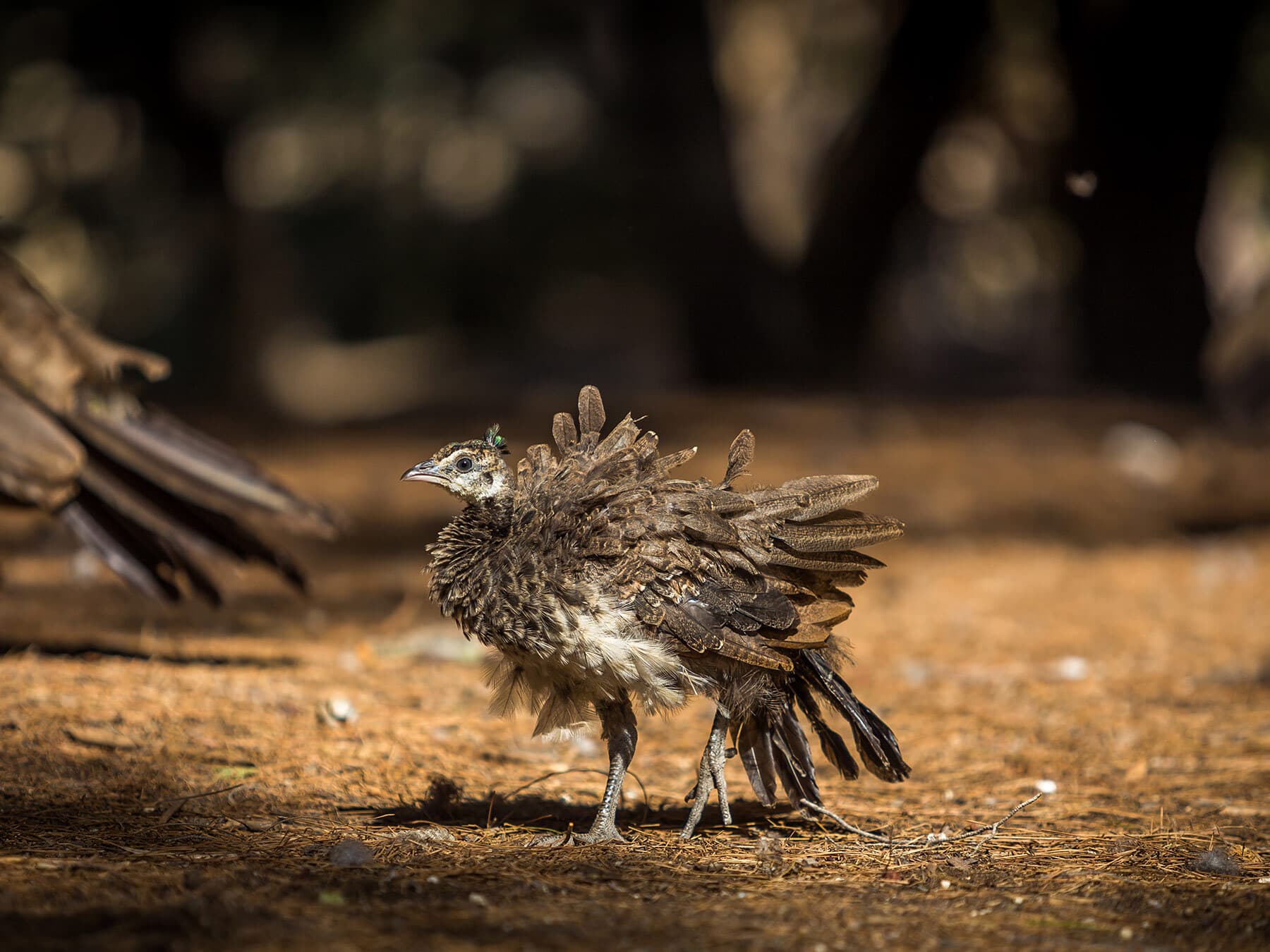 Juvenile peachick