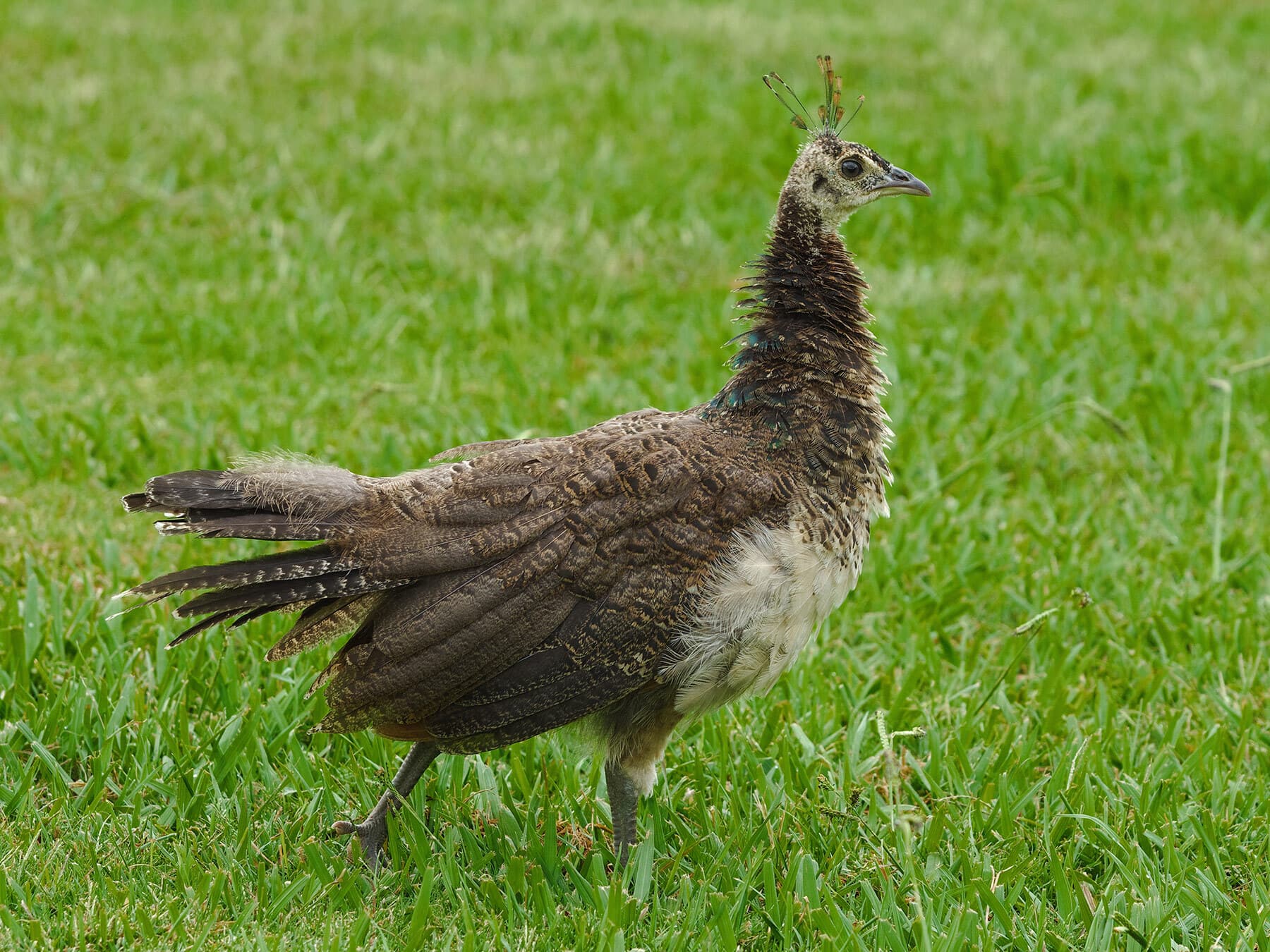 Juvenile peacock