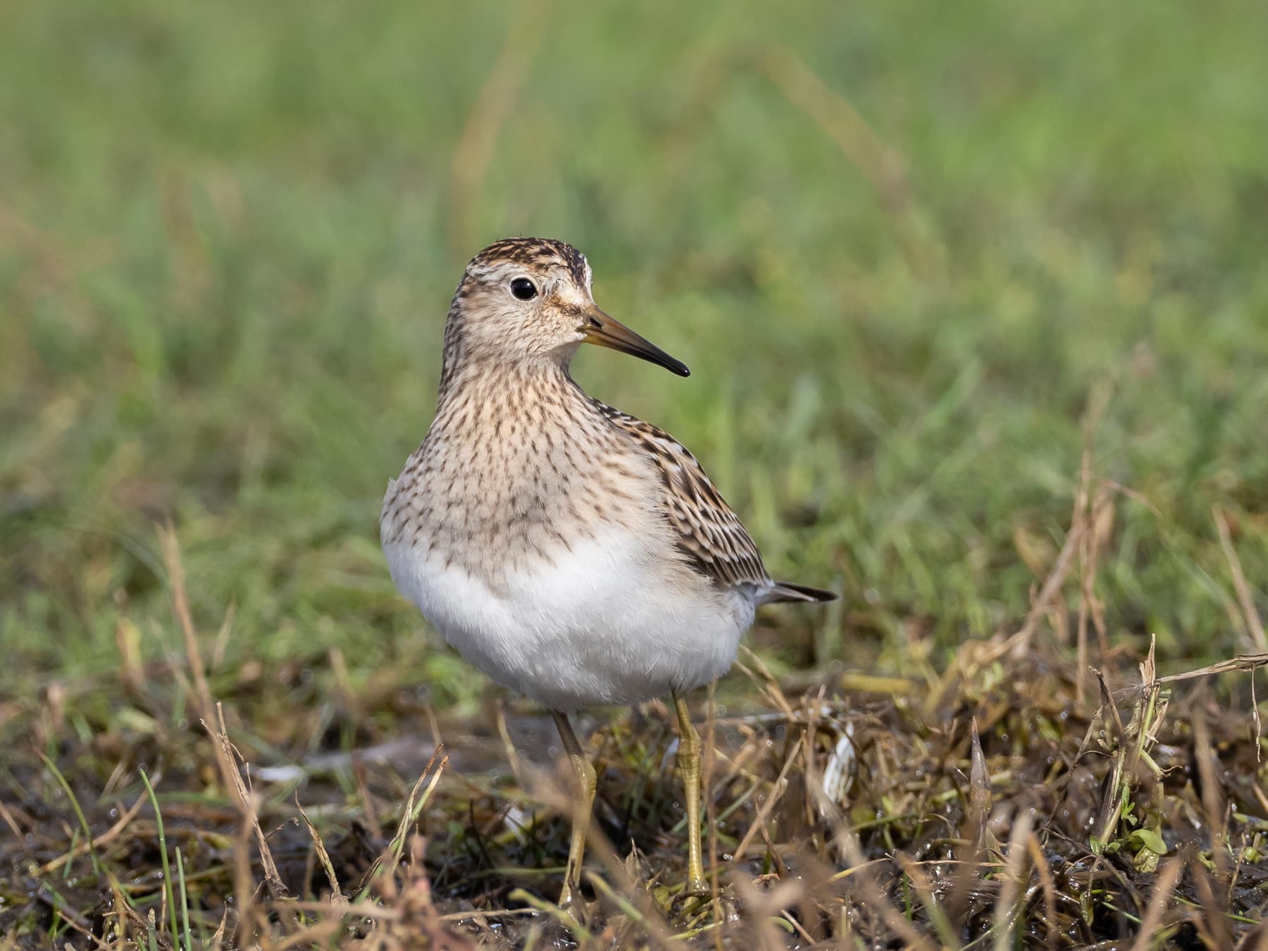Juvenile Pectoral Sandpiper