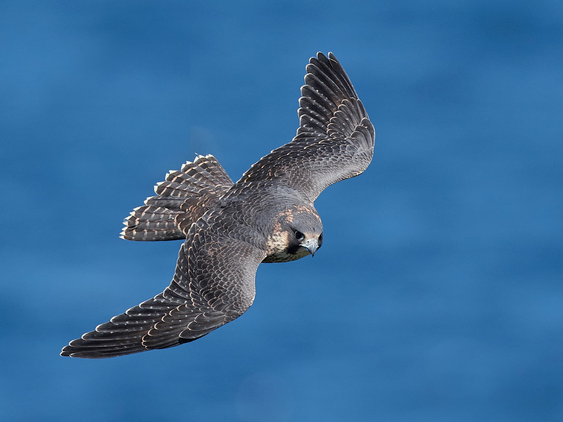 Juvenile Peregrine Falcon in-flight over coastal area