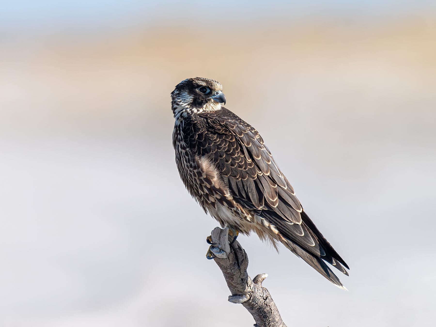Juvenile peregrine falcon perched