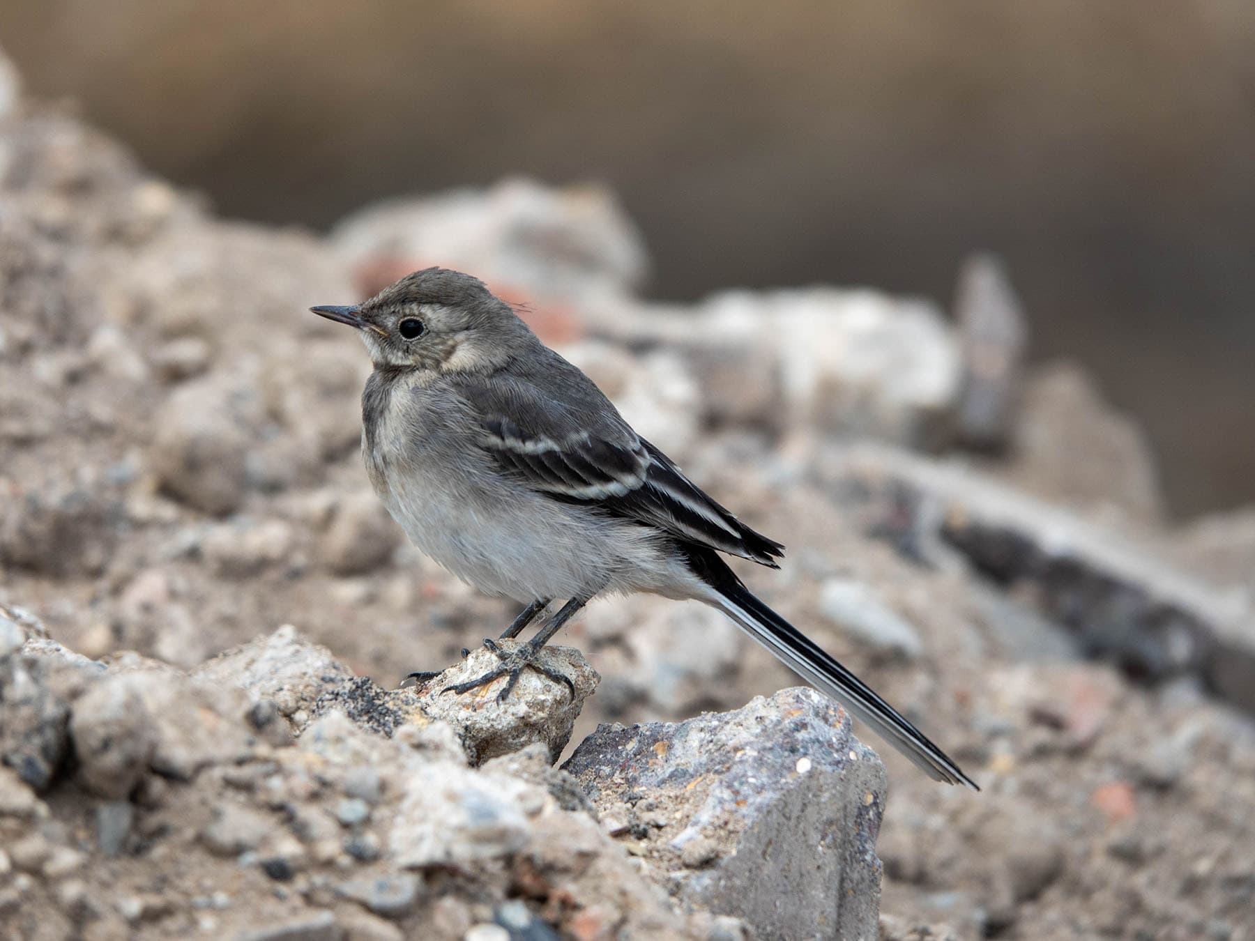 Juvenile pied wagtail