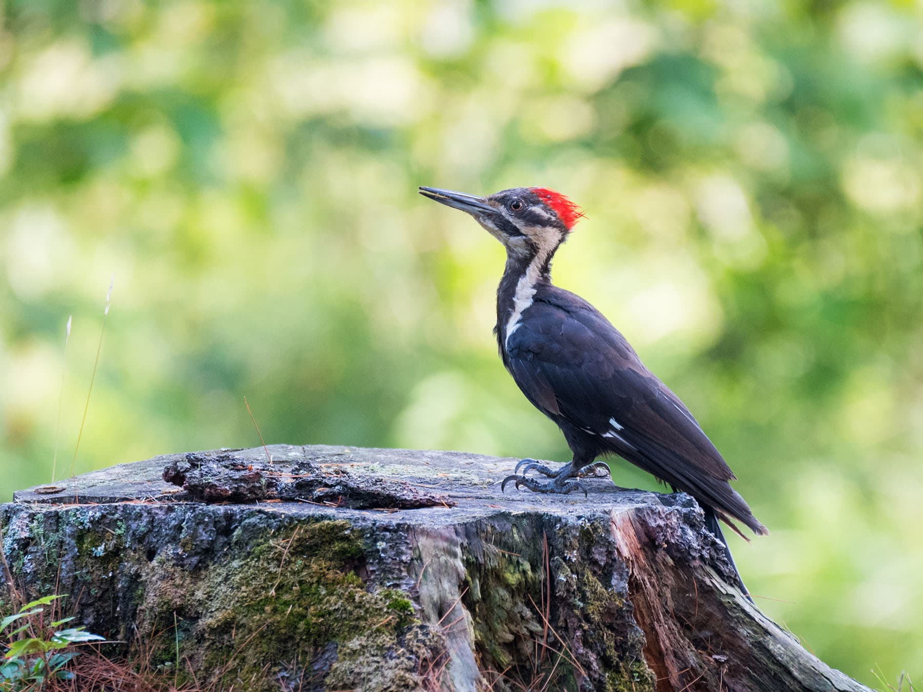Juvenile pileated woodpecker