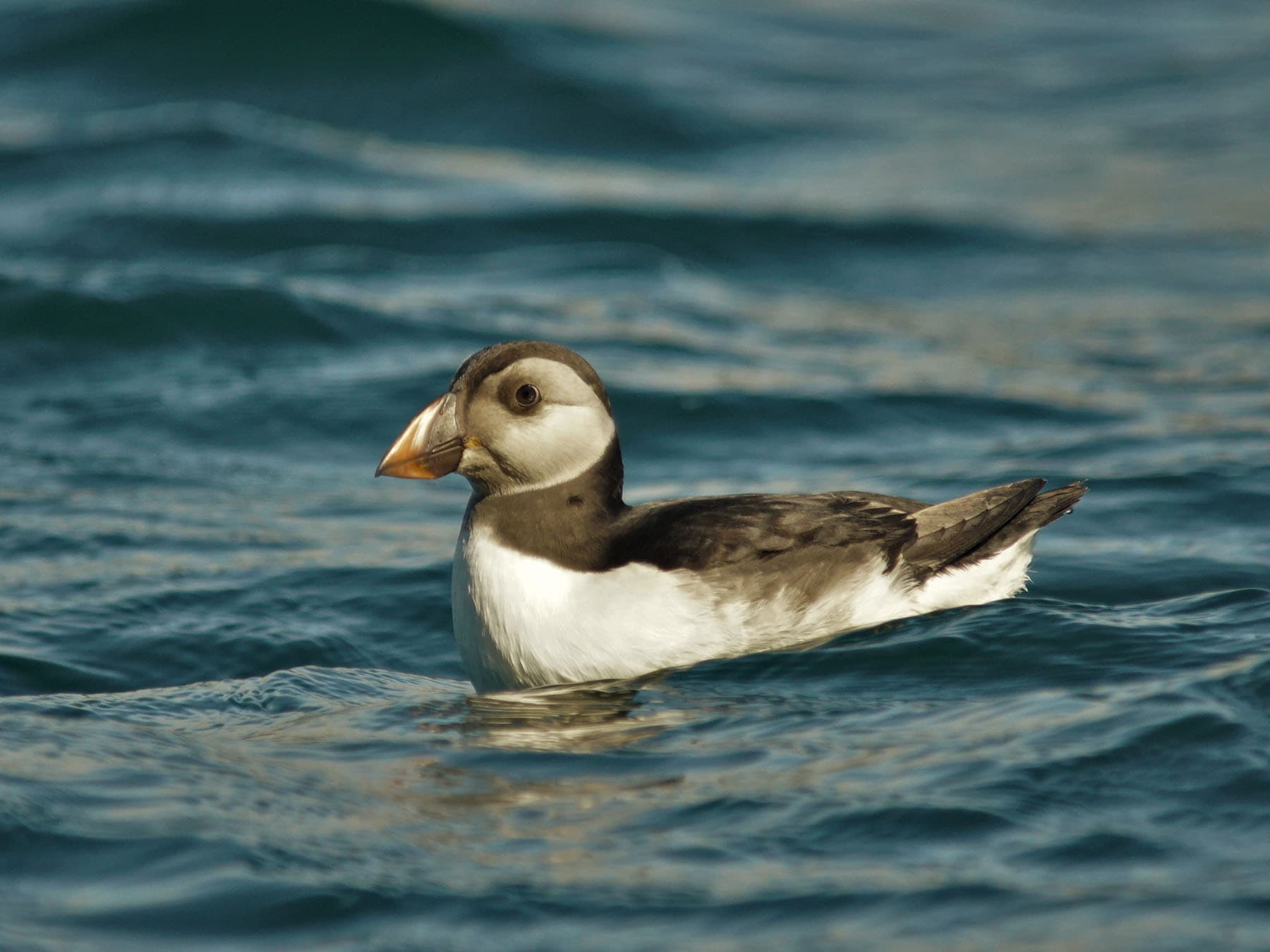 Juvenile puffin