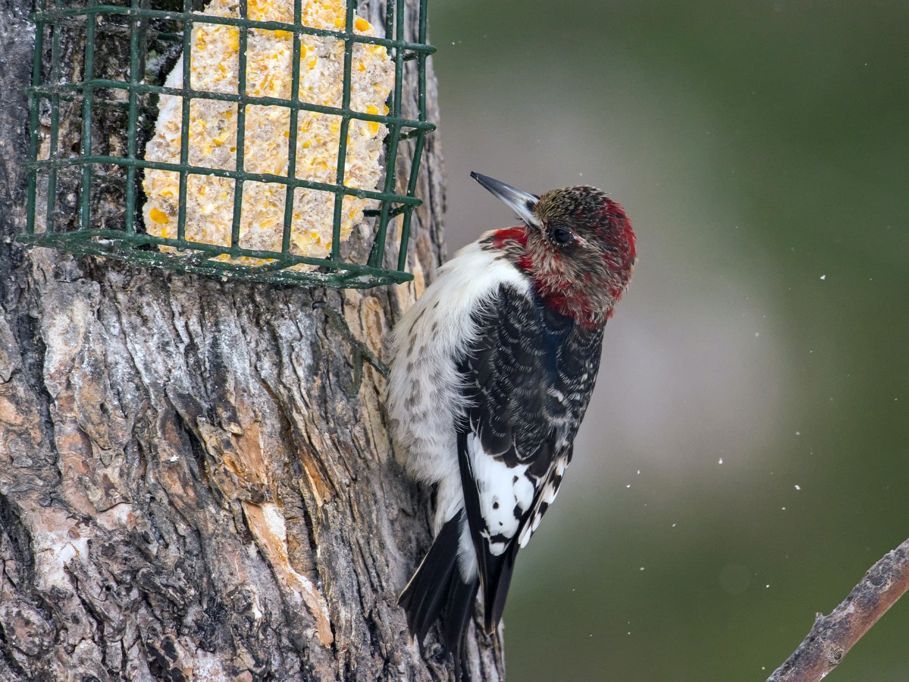 Juvenile Red-headed Woodpecker