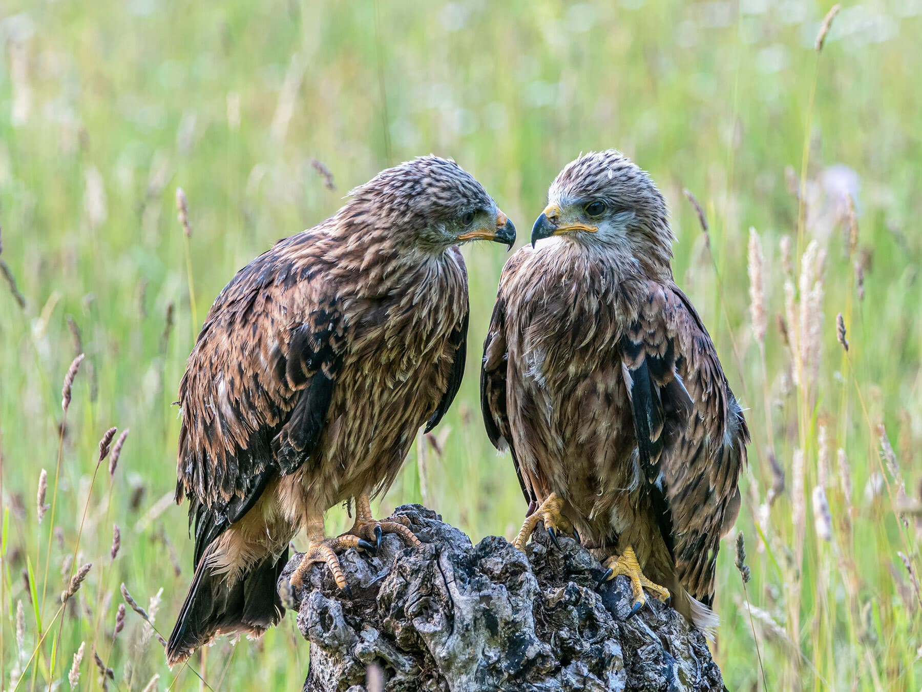 Juvenile red kites