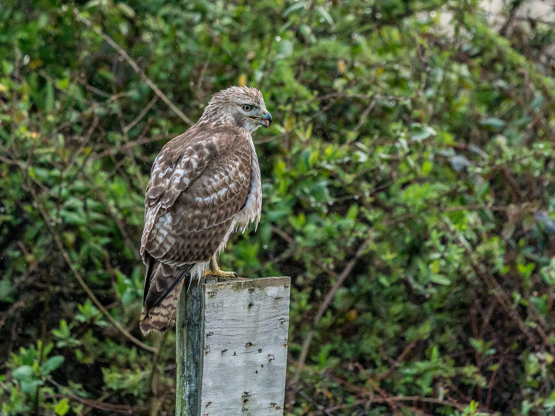 Juvenile red shouldered hawk eating