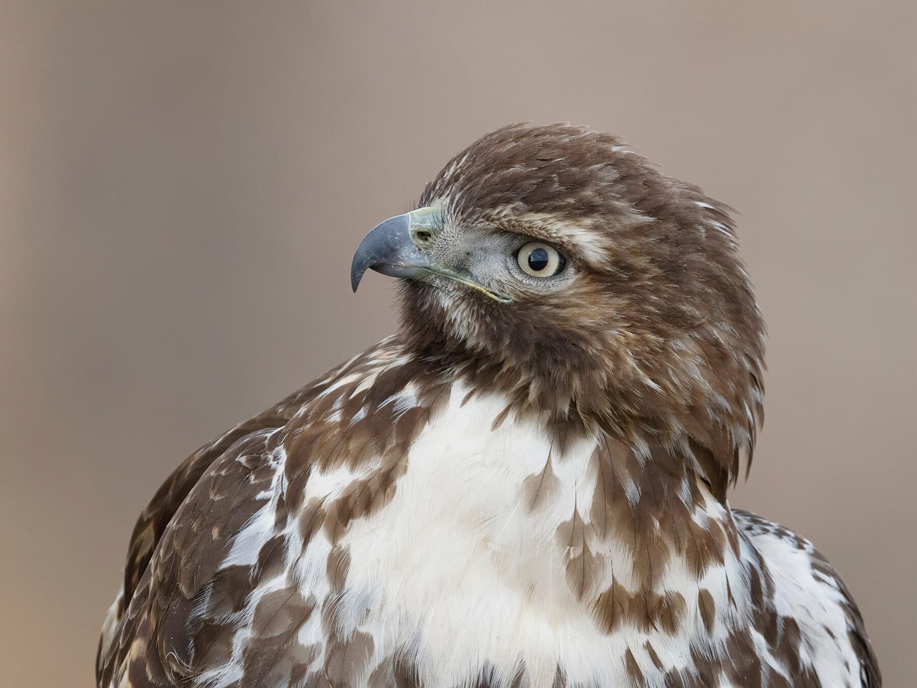 Juvenile red tailed hawk close