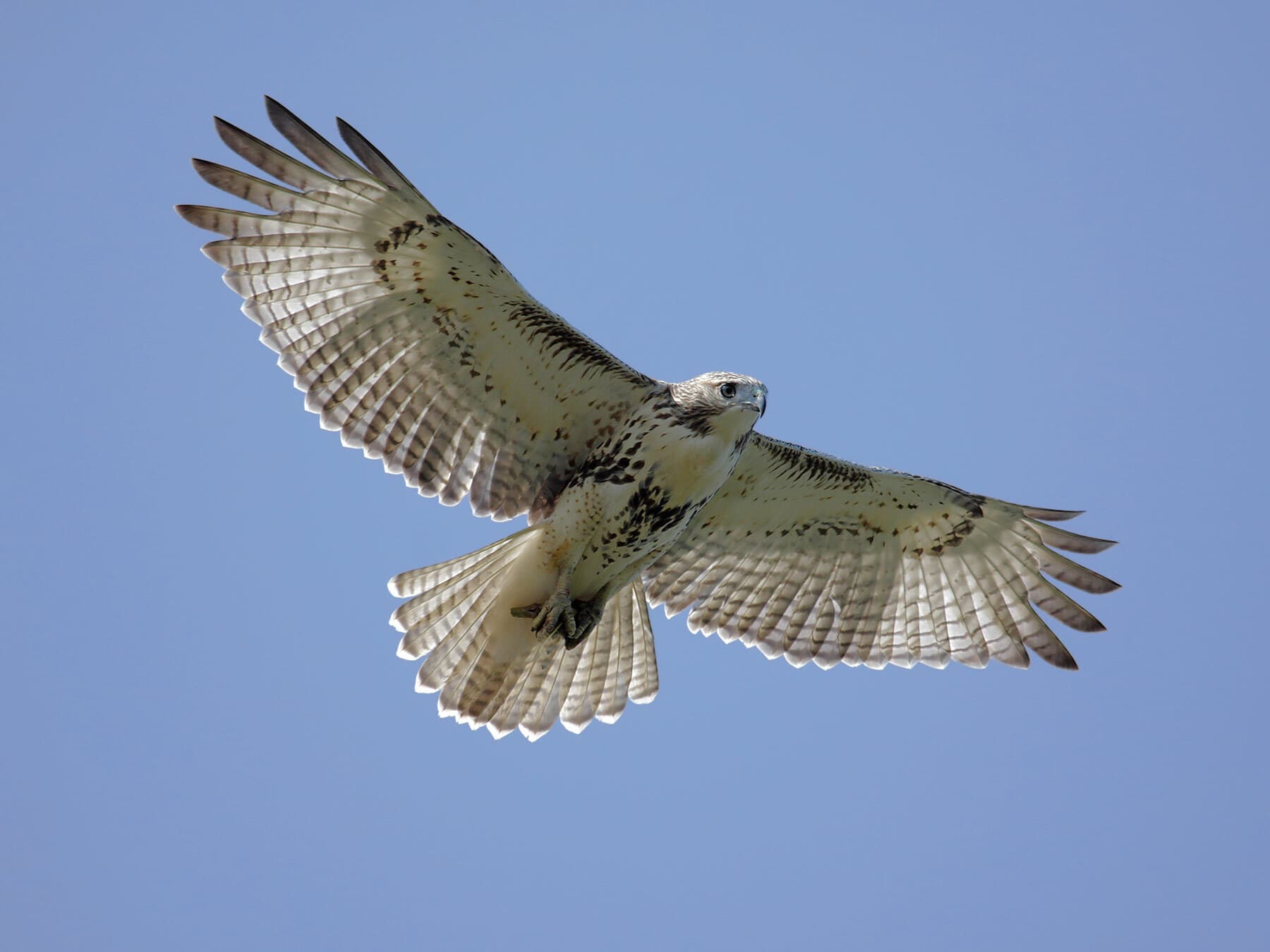 Juvenile red tailed hawk in flight