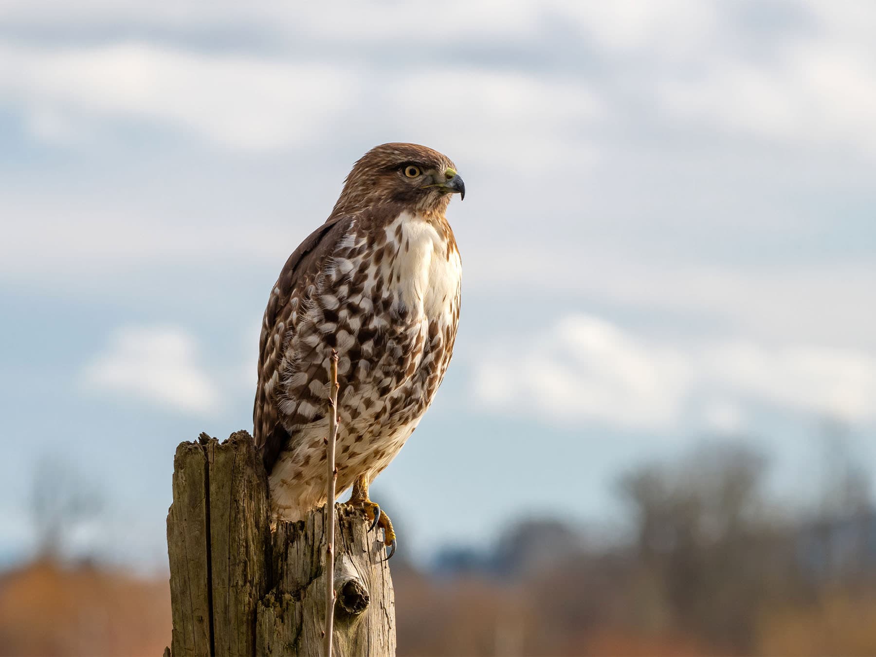 Juvenile Red-tailed Hawk