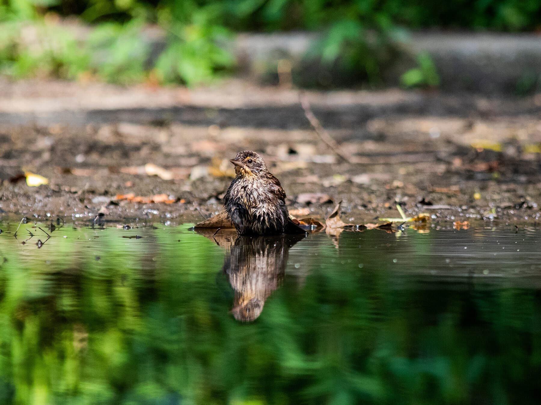 Juvenile red winged blackbird bathing