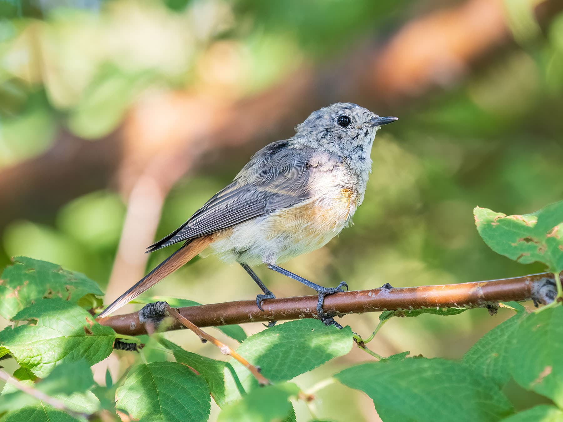 Juvenile Redstart