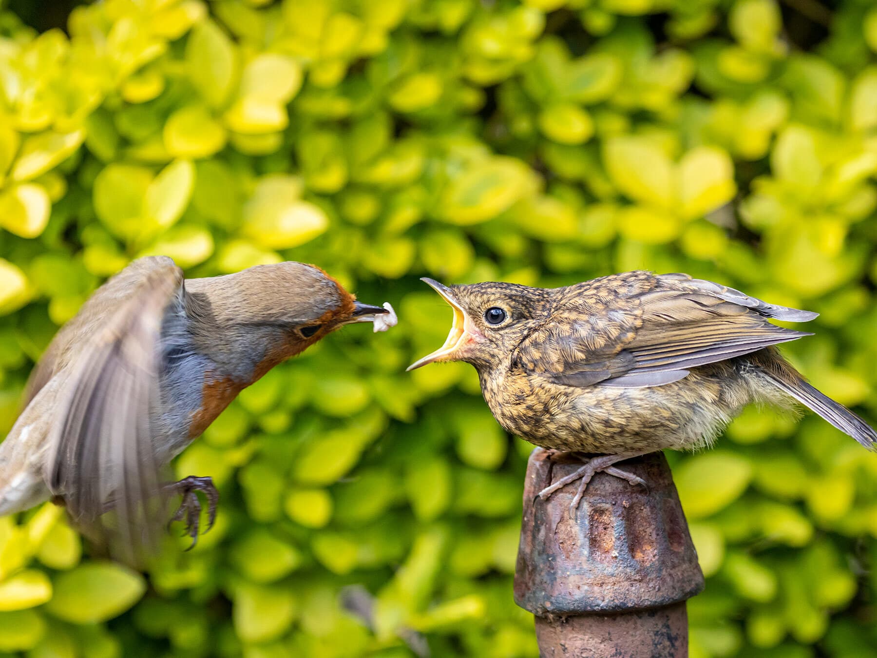 Juvenile robin being fed