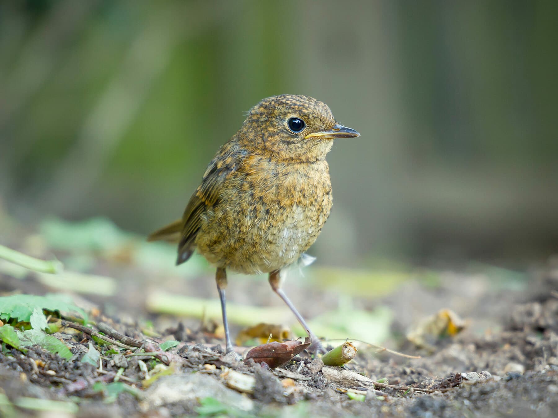 Juvenile robin