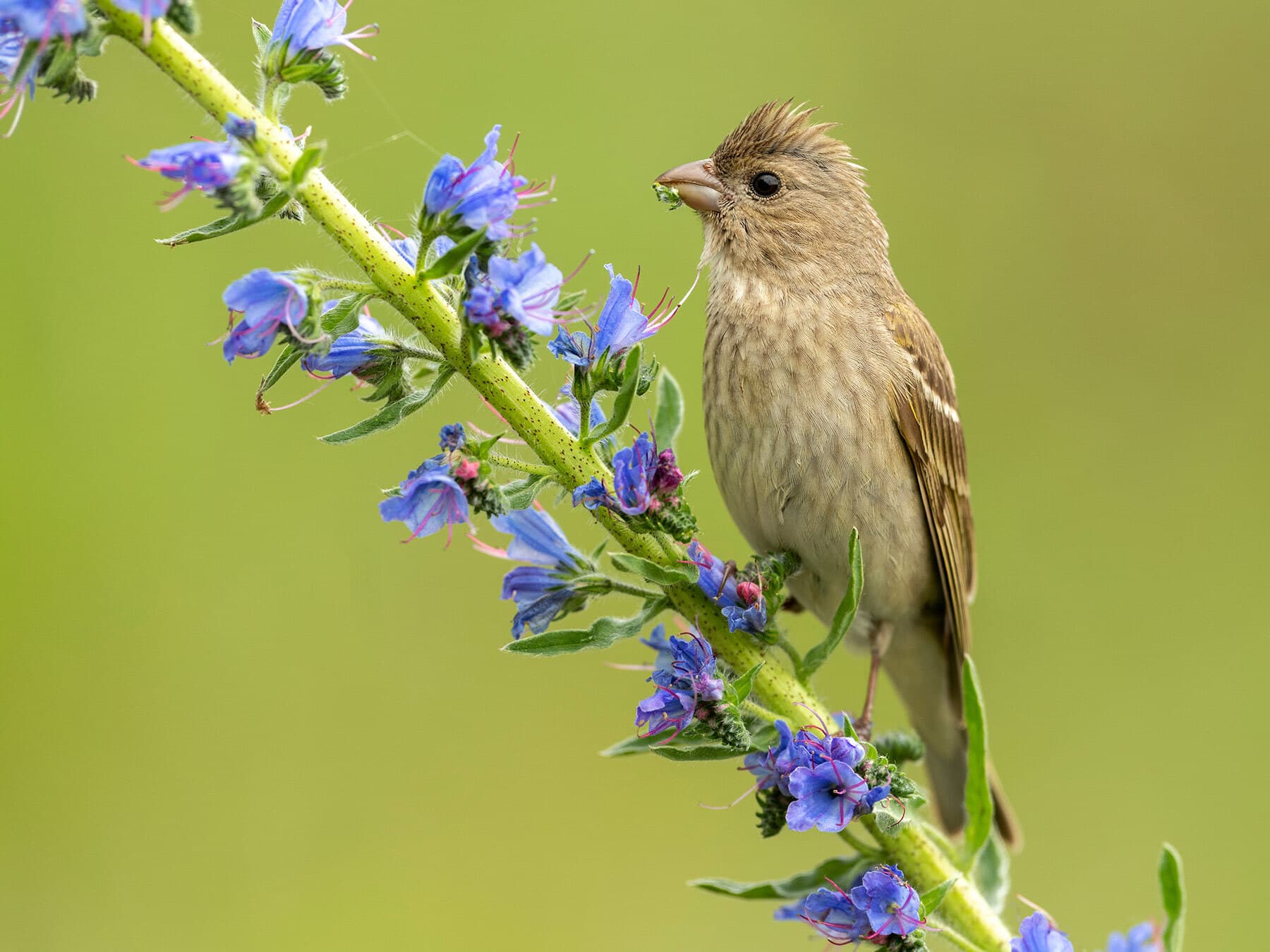 Juvenile Male Rosefinch